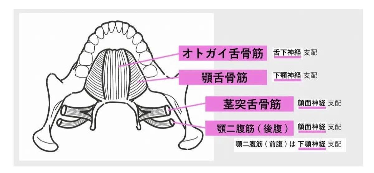 【解剖】117A-1 顎の下あたりの筋肉を考える|ころちゃん先生