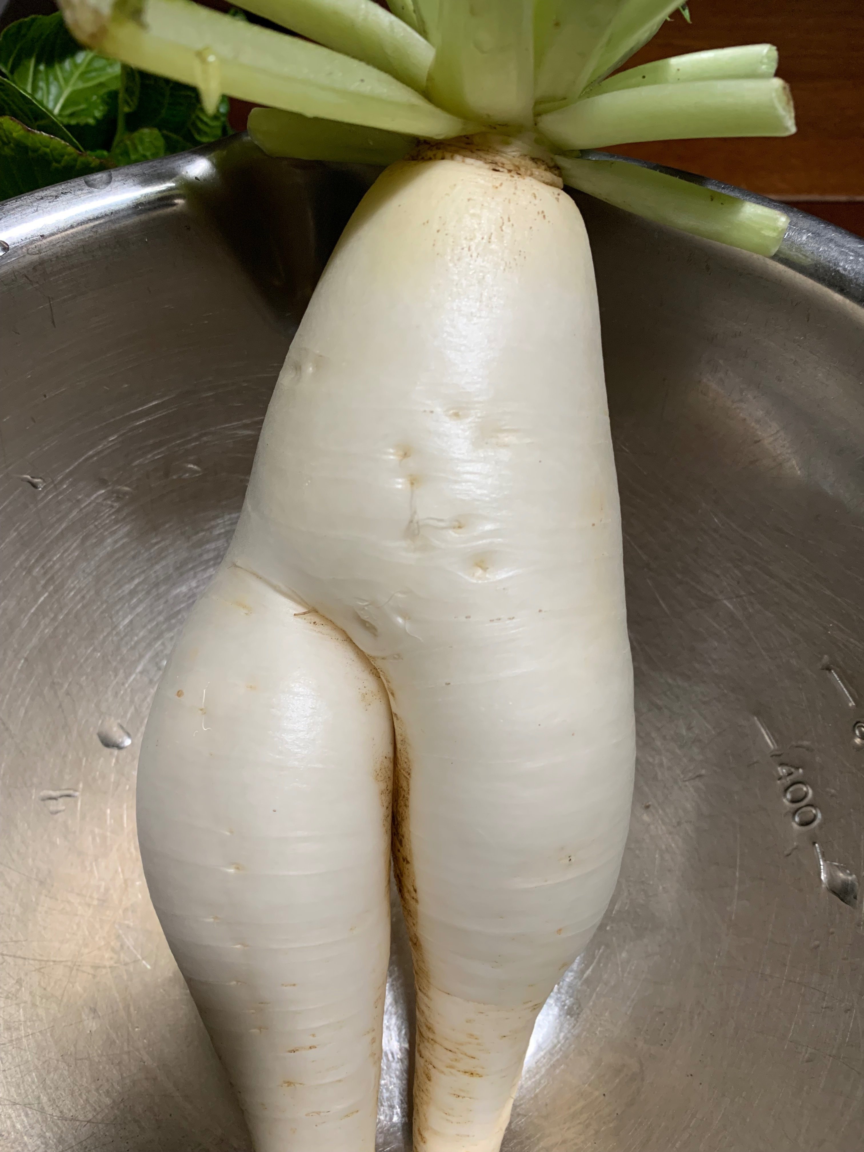 おもしろ大根、抜けました｜おたか