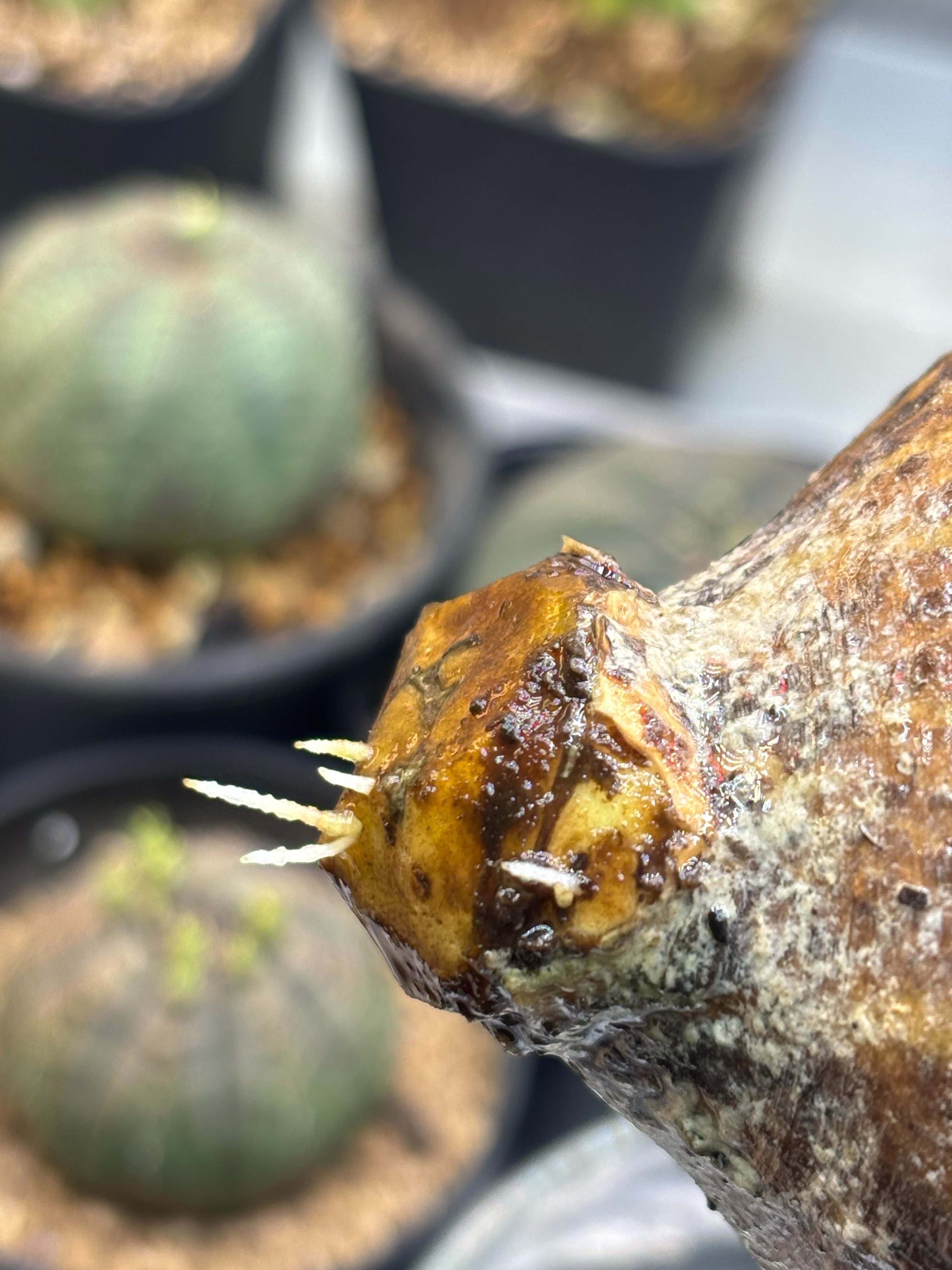 発根管理成功（グラキリス編）｜園芸バタフライ