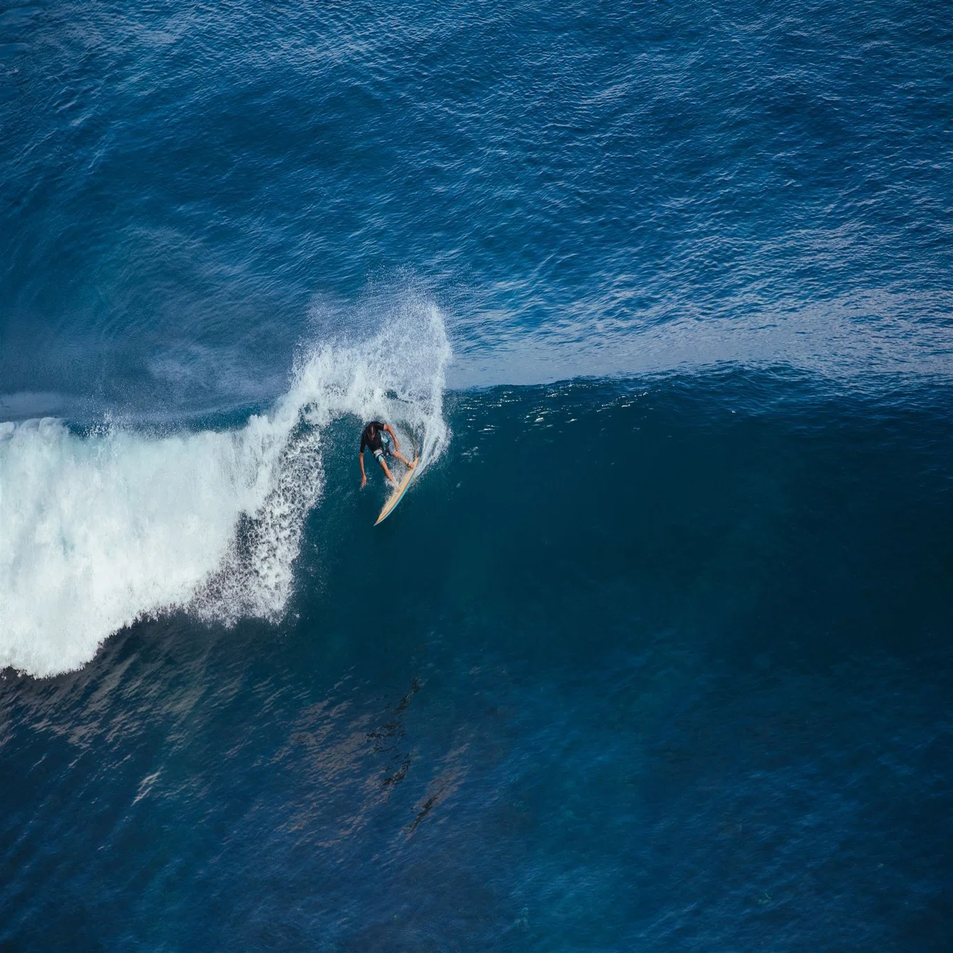 Wayne Lynch Surfboards取扱開始のお知らせ｜RIDE SURF+SPORT