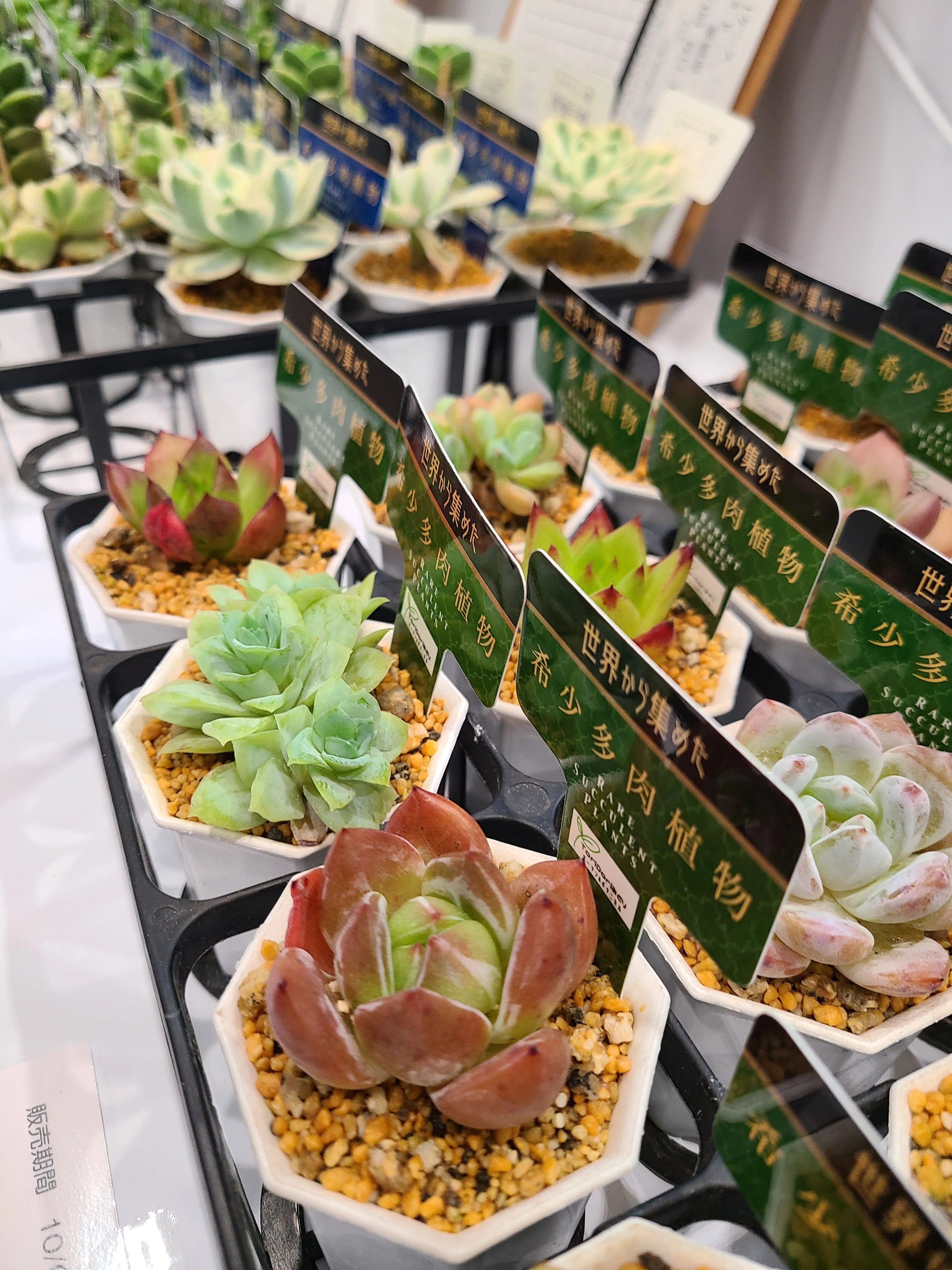 エケベリア属の「ややこしい品種名」の実態！同じ種類なのに名前が違う