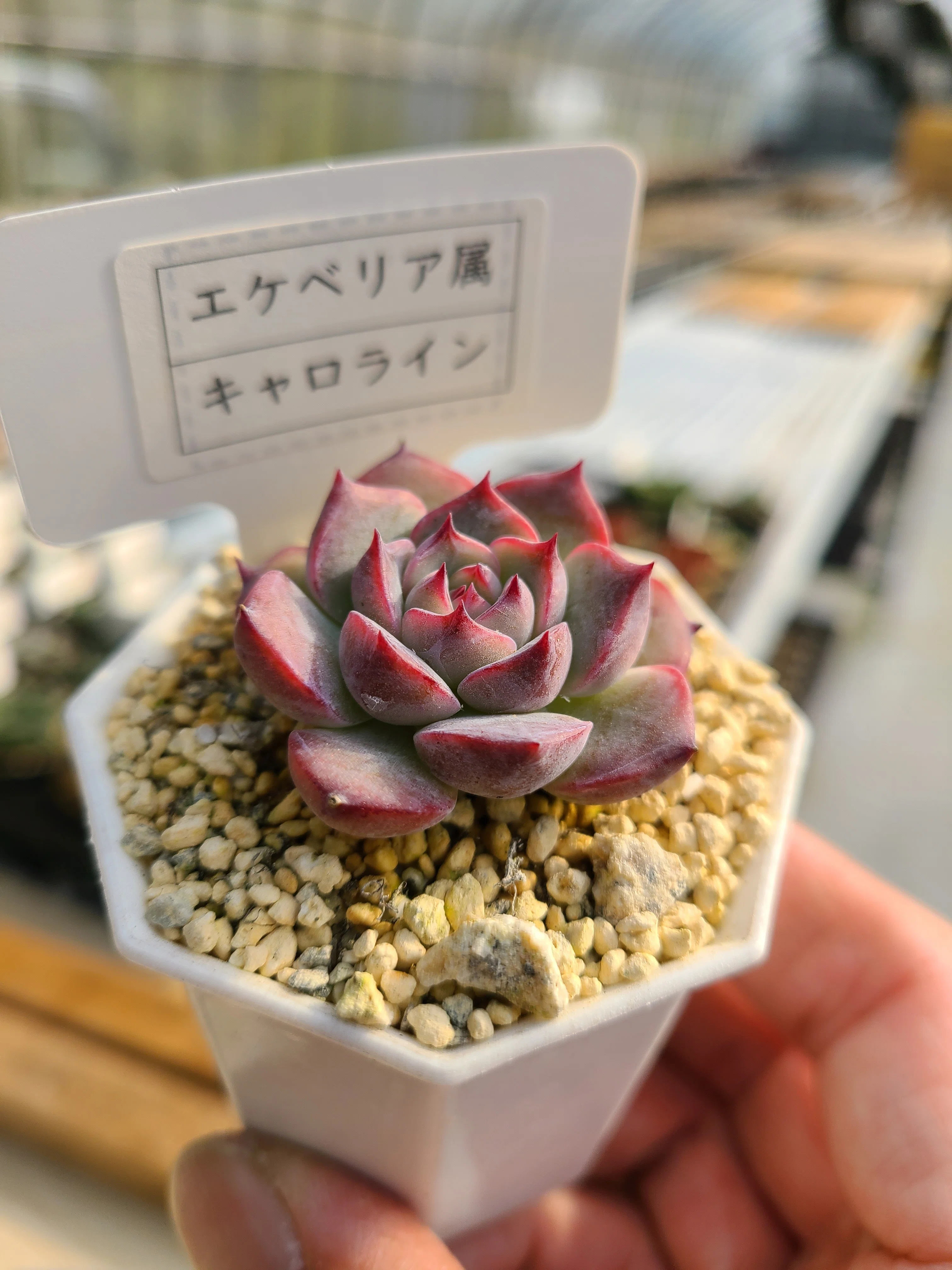 エケベリア属の「ややこしい品種名」の実態！同じ種類なのに名前が違う