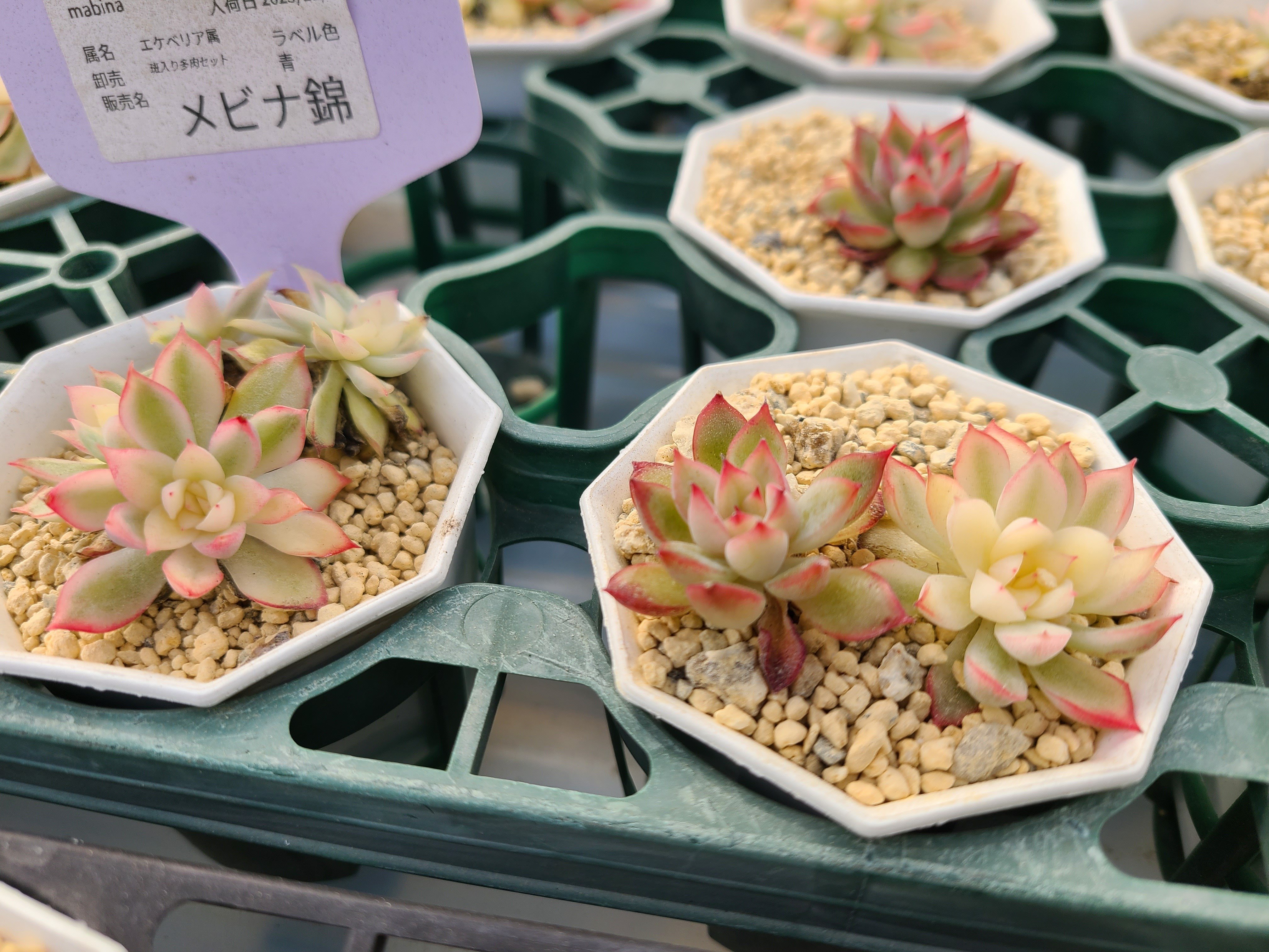 エケベリア　まとめ売り 期間限定増量 農園直売 多肉植物 寄せ植え 季節のおまかせセット 10株+