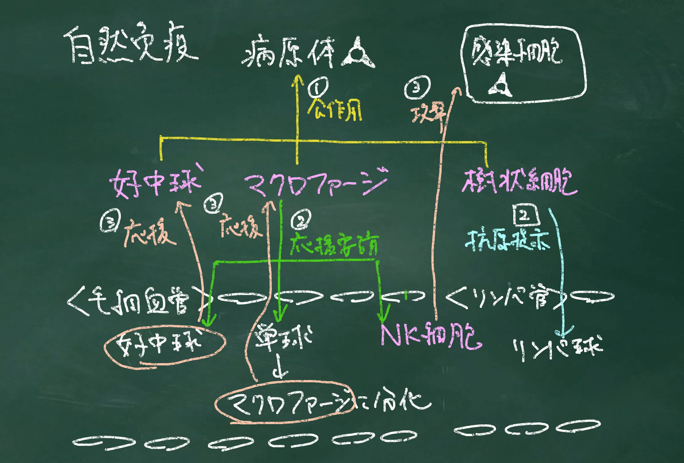 生物基礎】生体防御【授業実践備忘録】｜YUM（ユム）