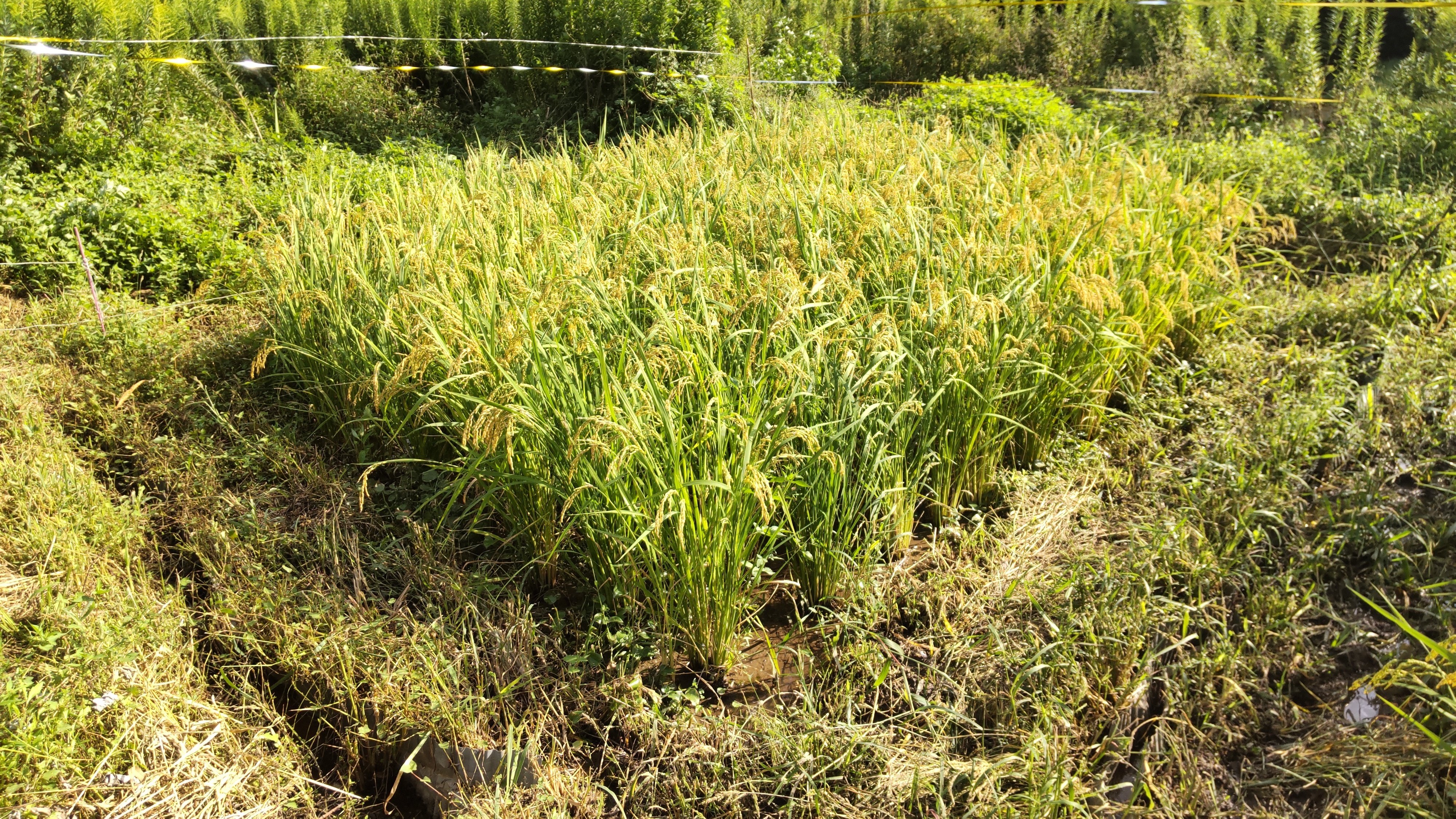 なちたん米 収穫前の稲田 なちたん米 収穫前の稲田