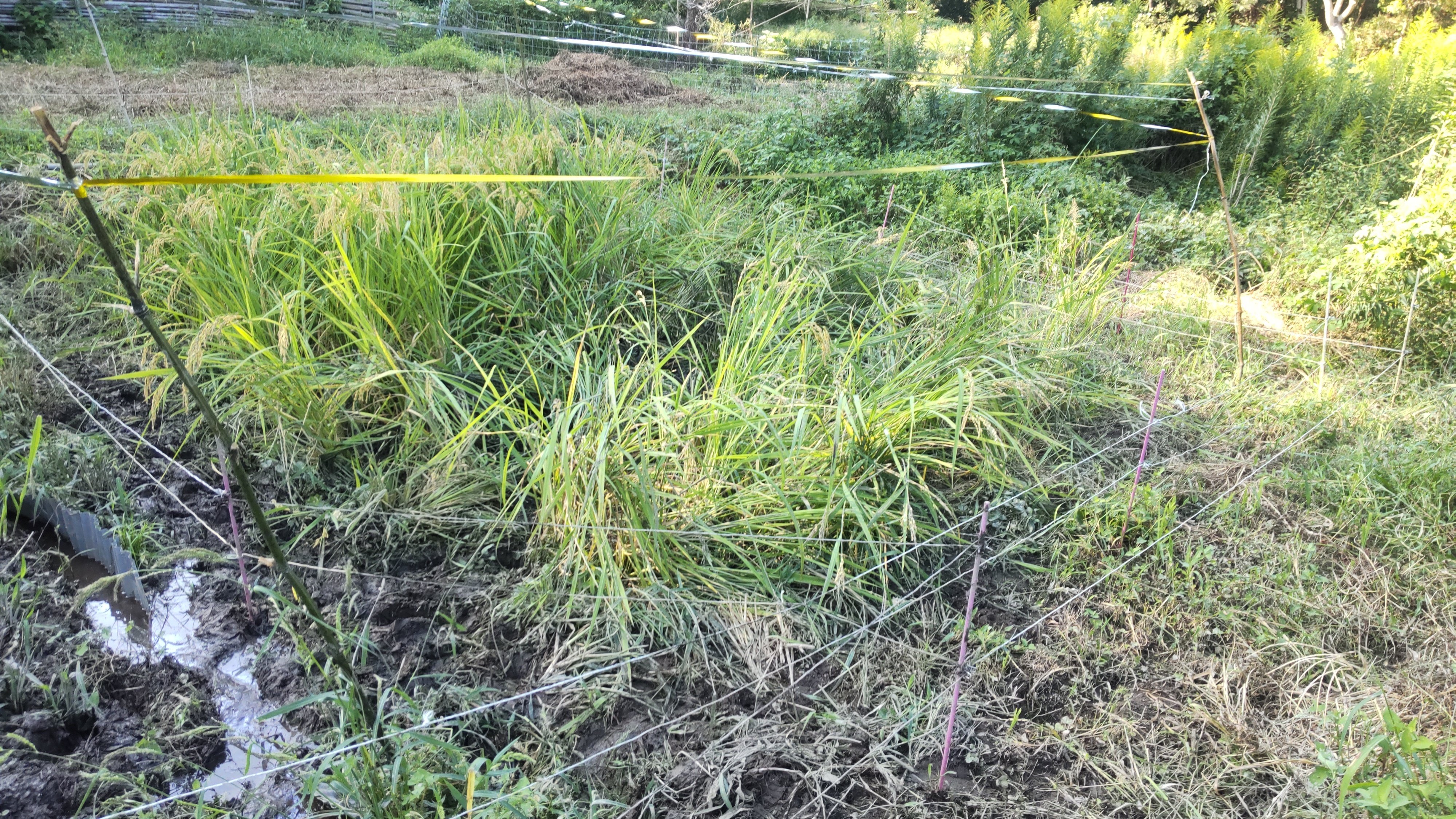 なちたん米 収穫前の稲田