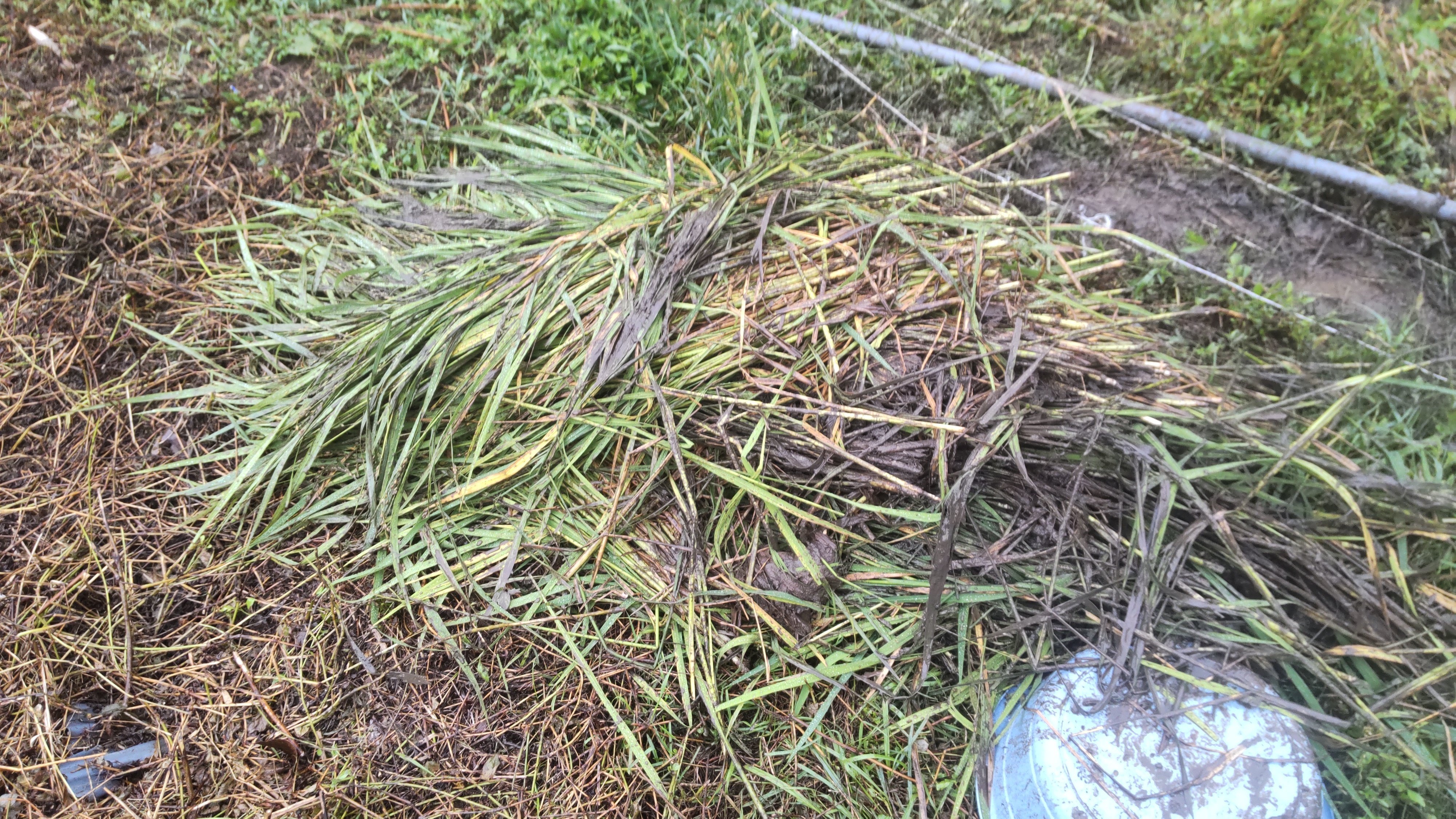 なちたん米 収穫前の稲田