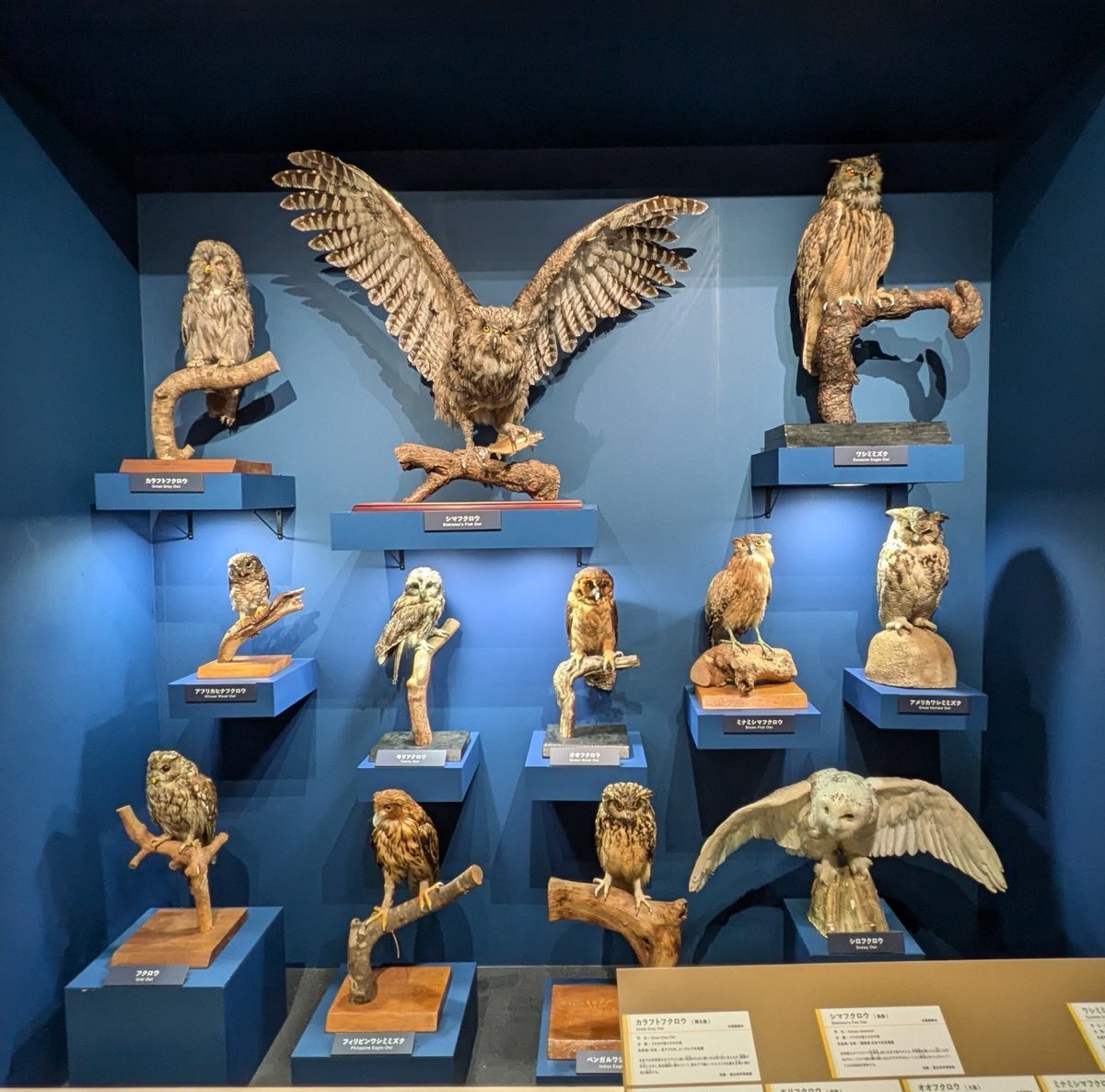 ベンガルワシミミズク 剥製 フクロウ 標本 羽根 Yahoo!オークション