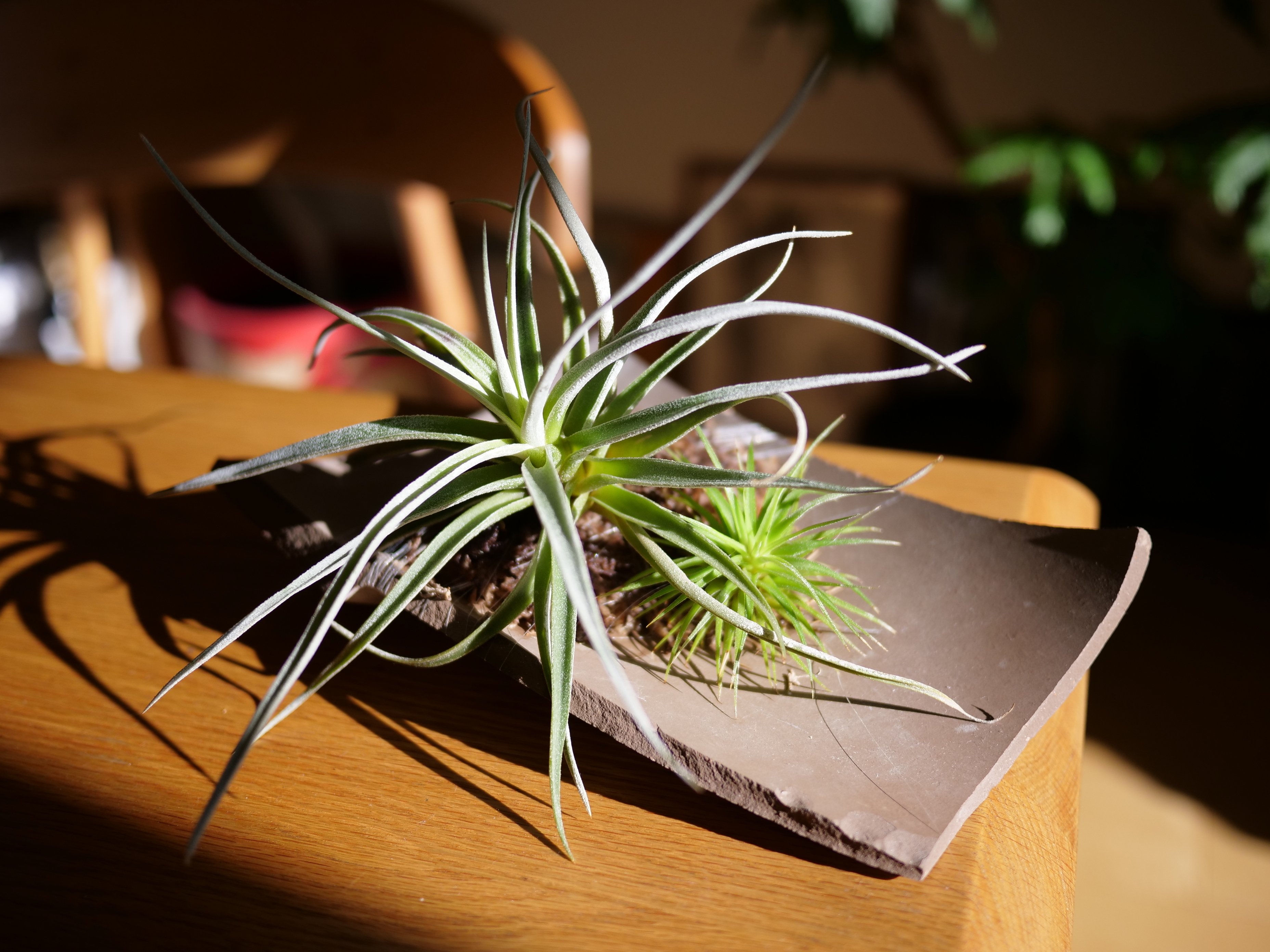 割れた鉢の再利用 | エアプランツの割れテラコッタ仕立て｜ワタナベ