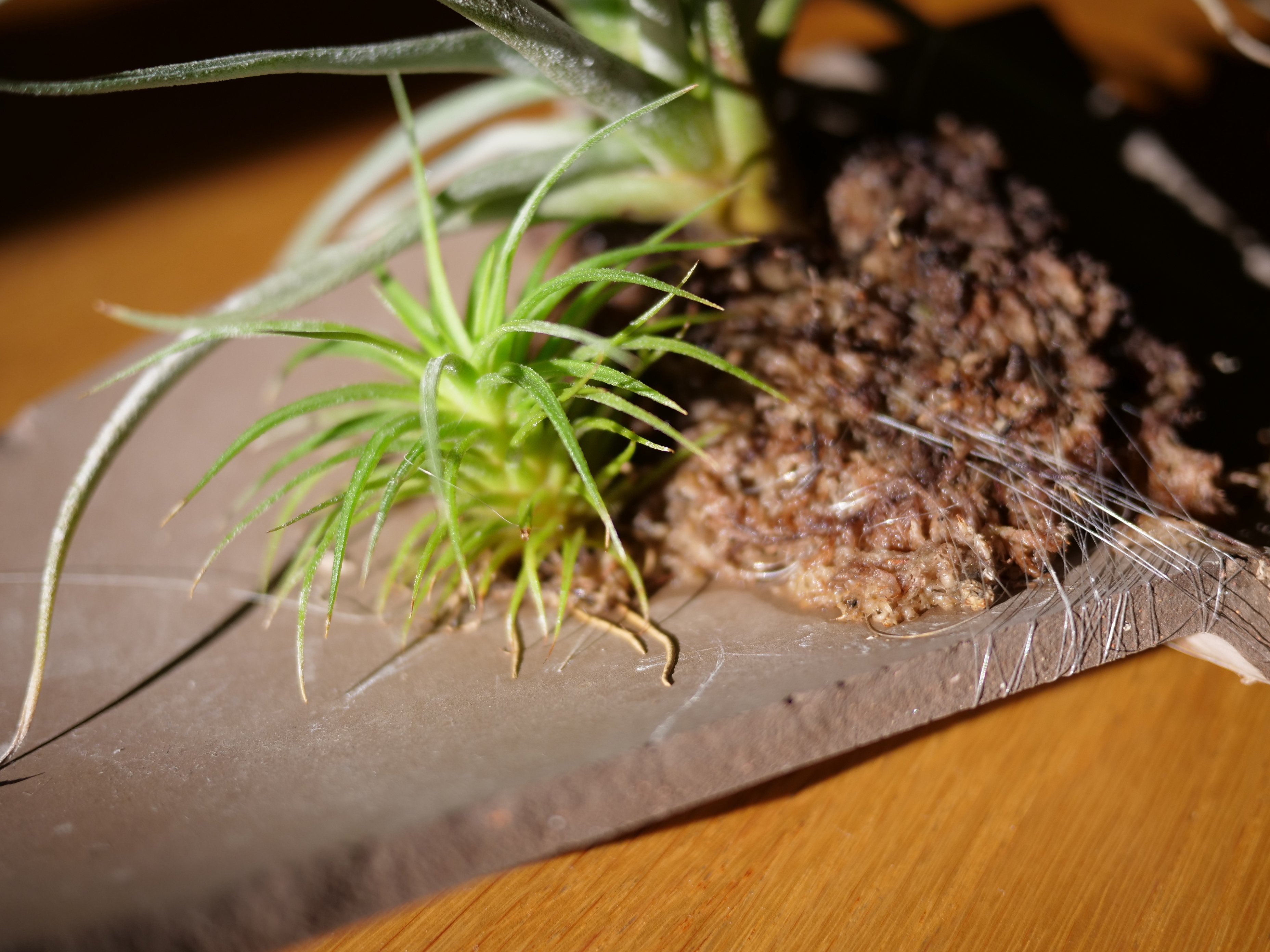 鉢割れ 割れた鉢の再利用 | エアプランツの割れテラコッタ仕立て｜ワタナベ