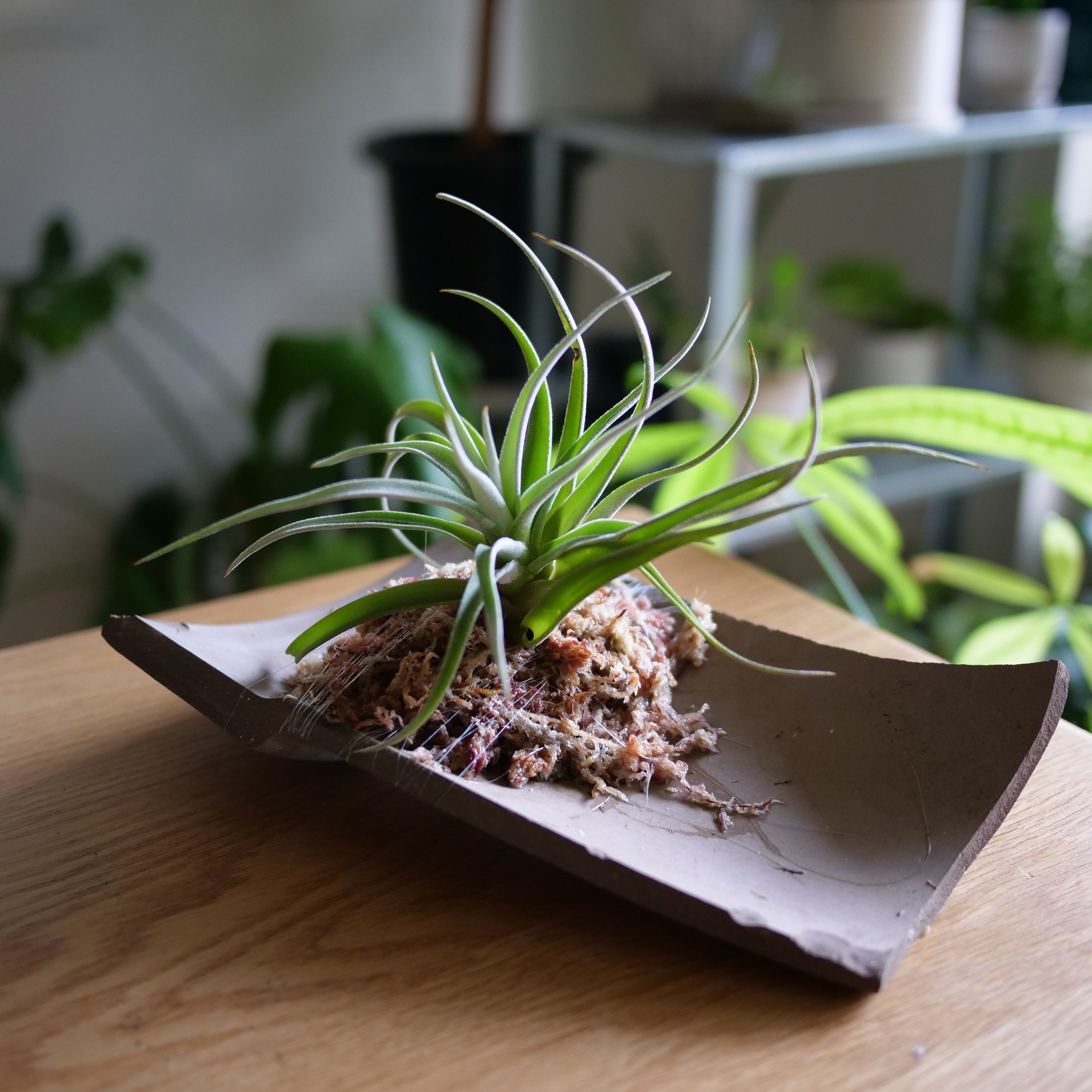 割れた鉢の再利用 | エアプランツの割れテラコッタ仕立て｜ワタナベ