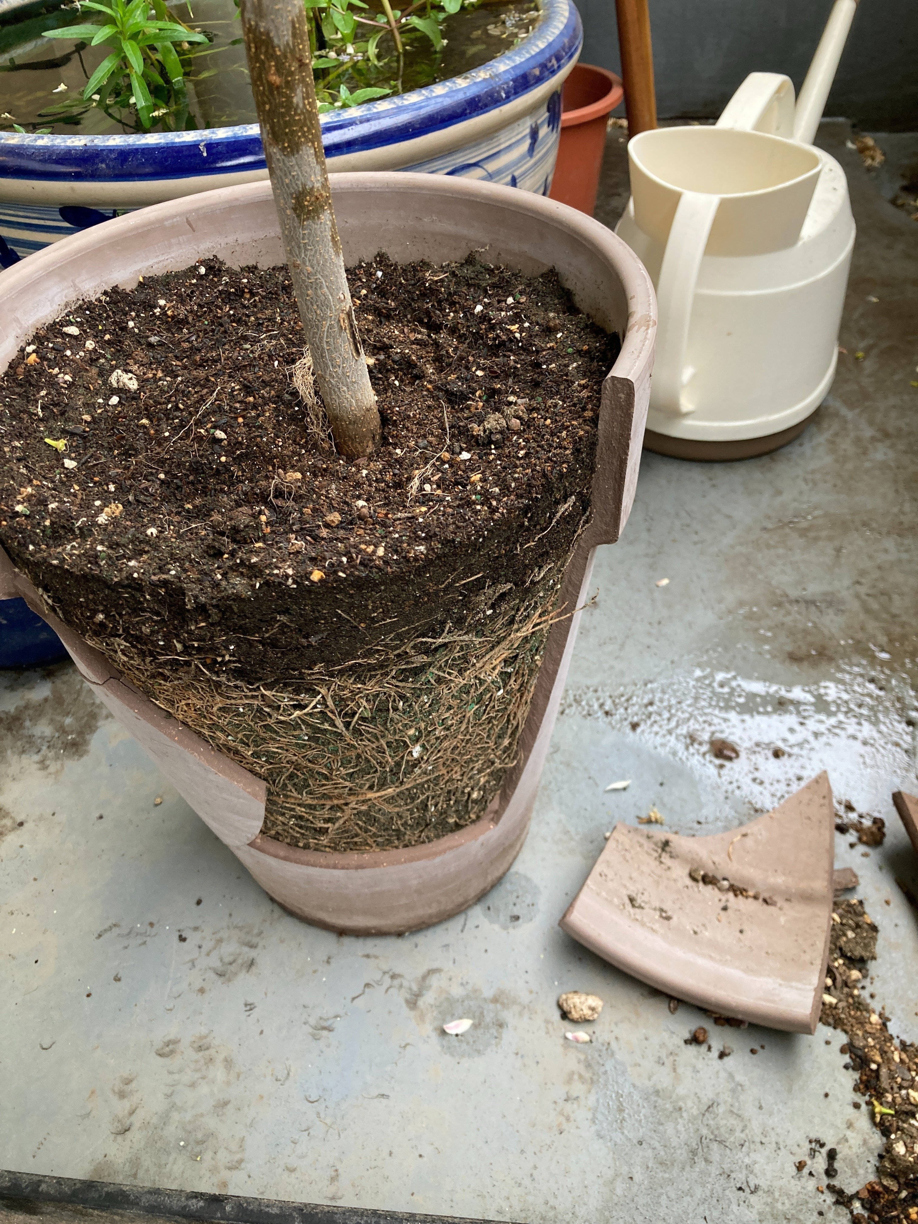 割れた鉢の再利用 | エアプランツの割れテラコッタ仕立て｜ワタナベ