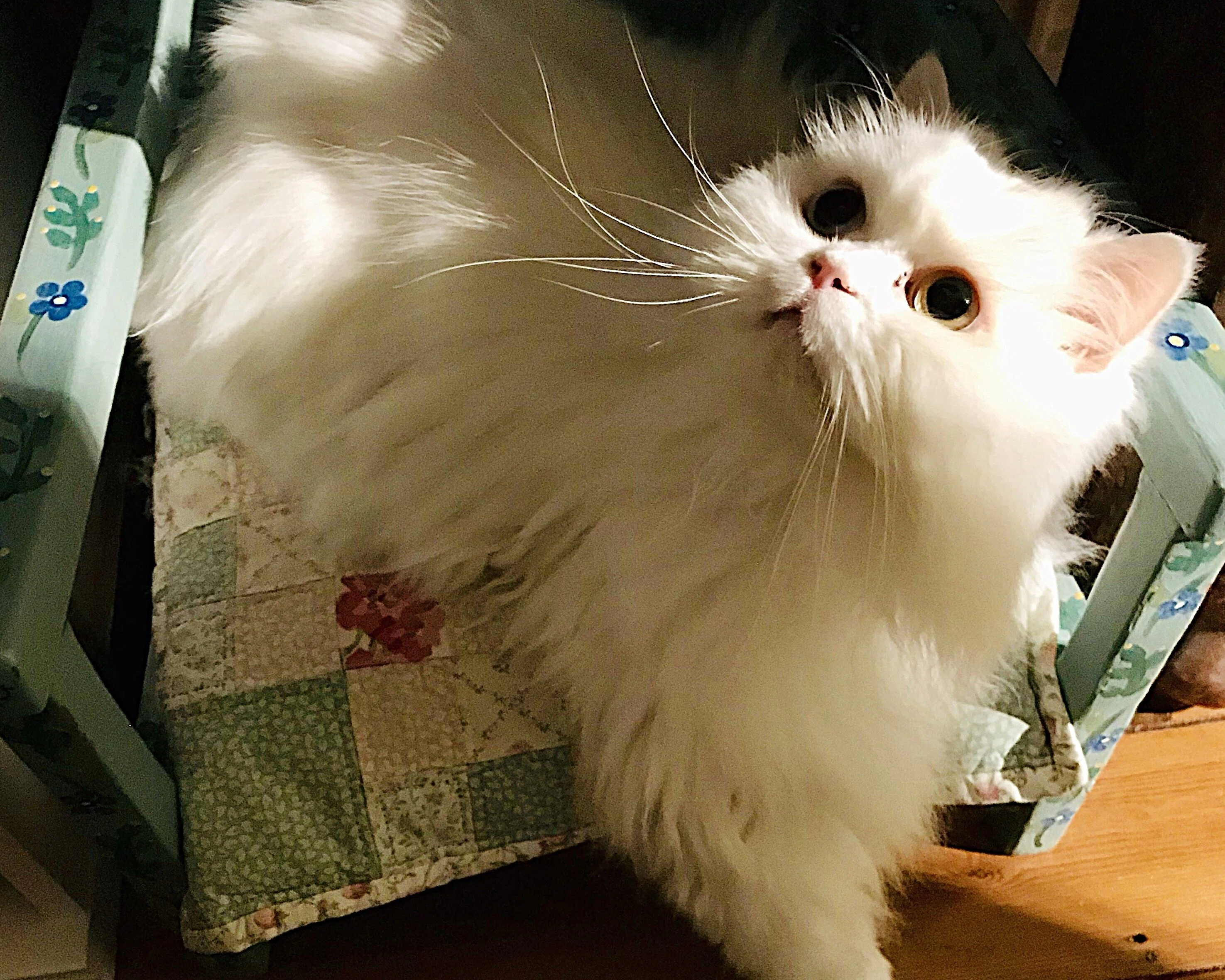 愛猫であり末娘でもあるペルシャ猫のアメリ｜マダムヒロミ