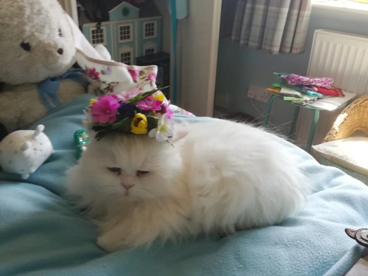 愛猫であり末娘でもあるペルシャ猫のアメリ｜マダムヒロミ