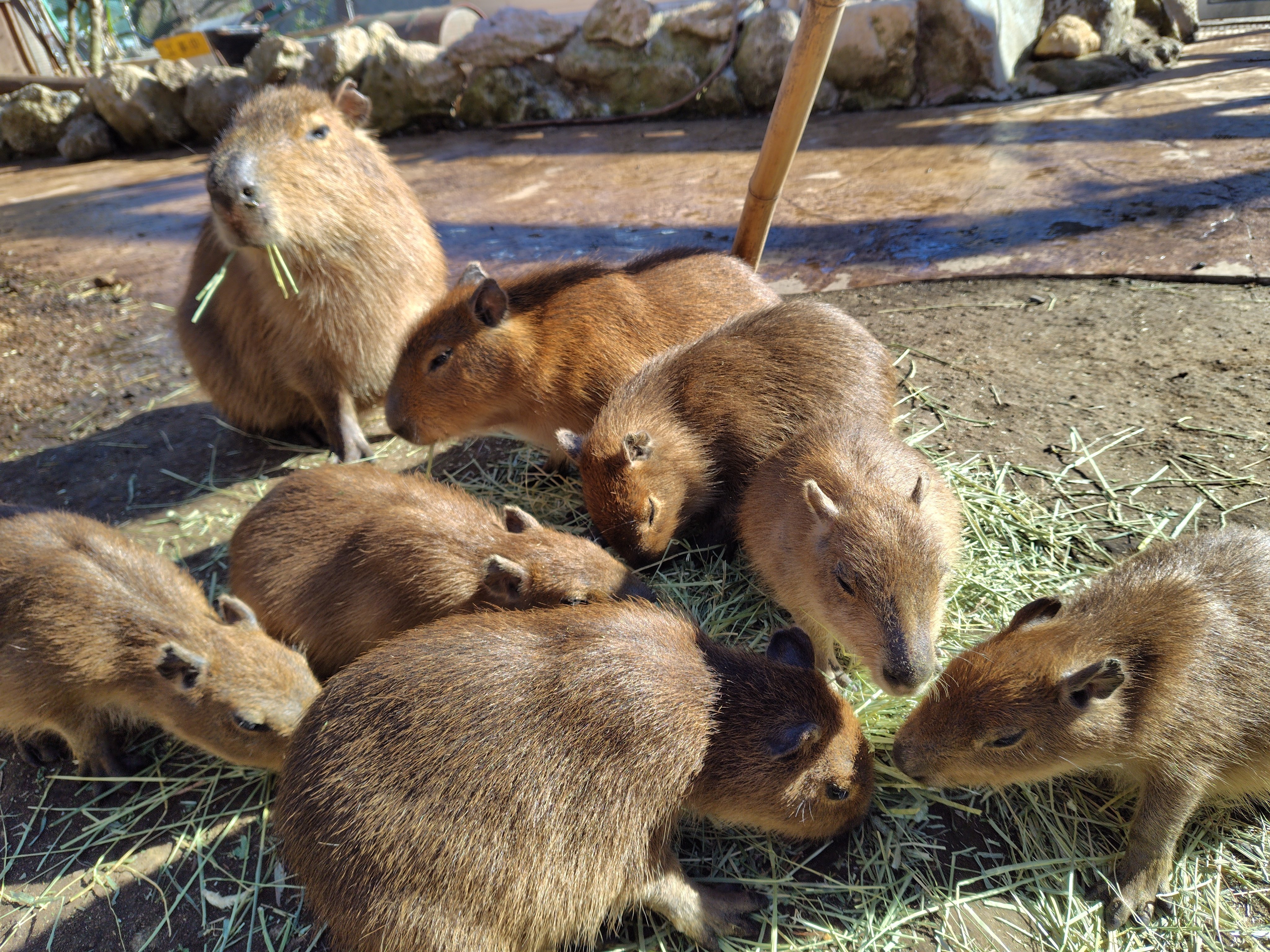カピバラパラダイス｜高田朔実