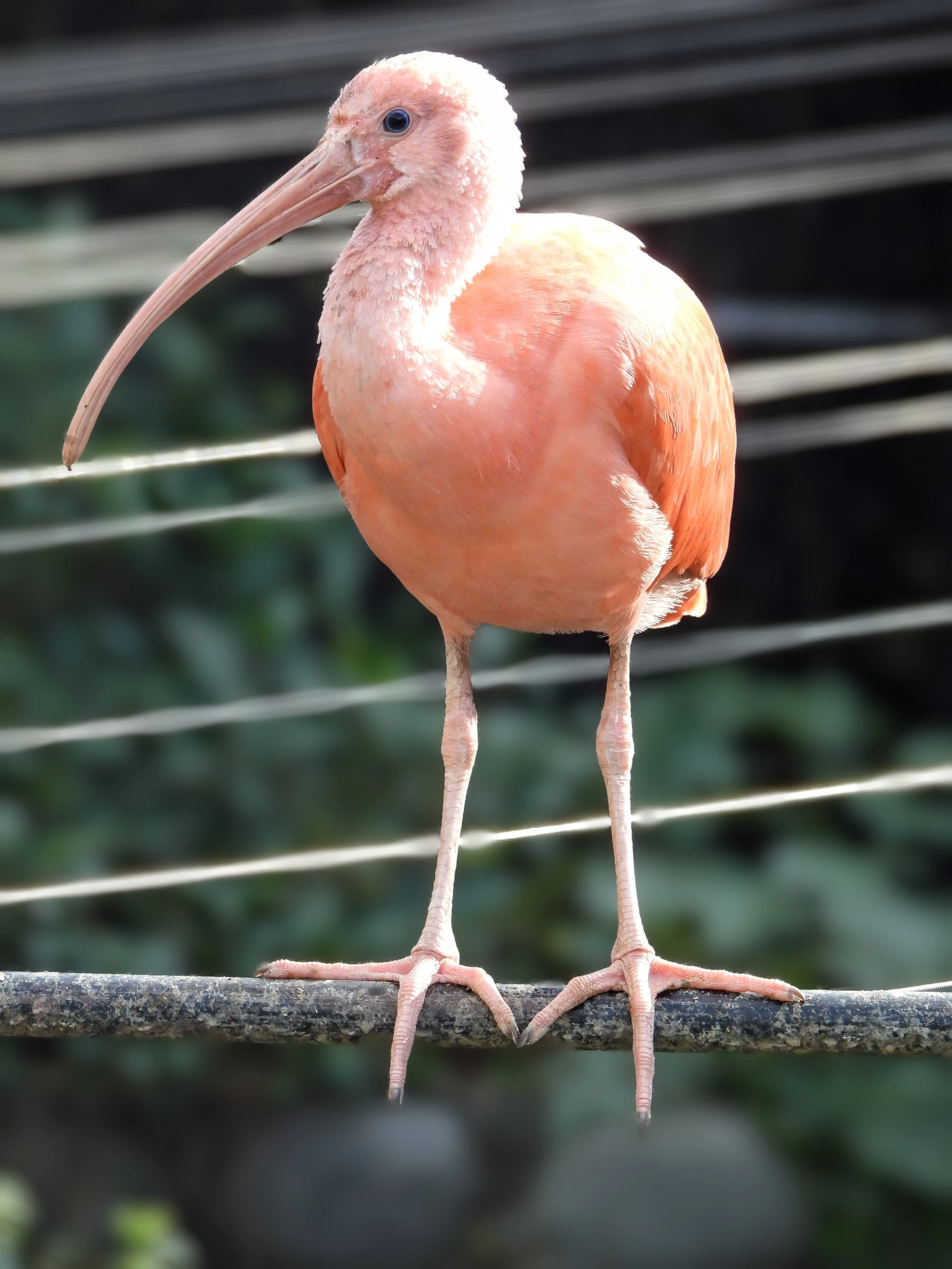 日本平動物園へ行ってきました。2024.12.11 wed.（ 鳥編 ）｜michio