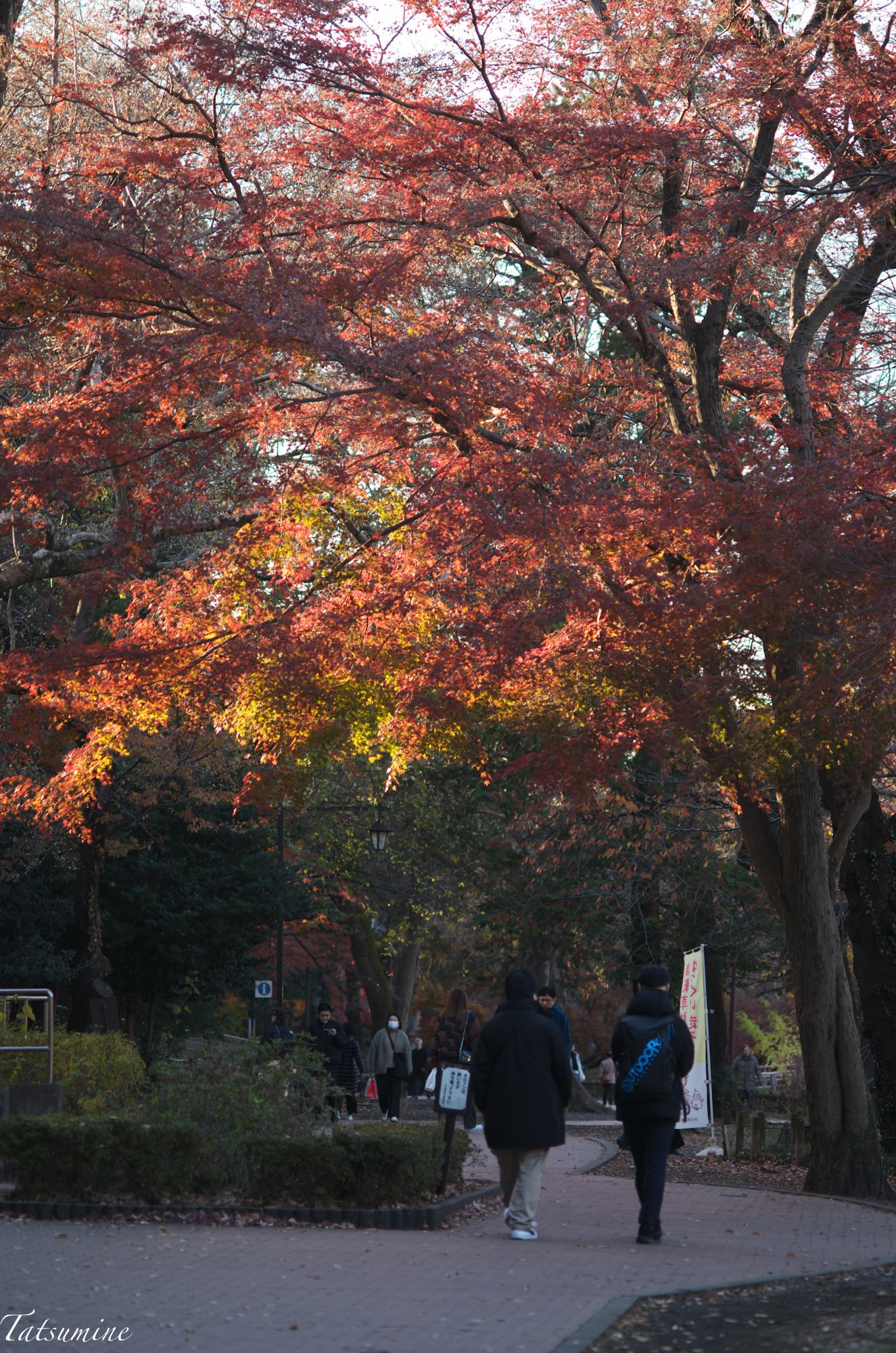 Canon (Serenar) 135mm F3.5 L39マウント｜tatsumine