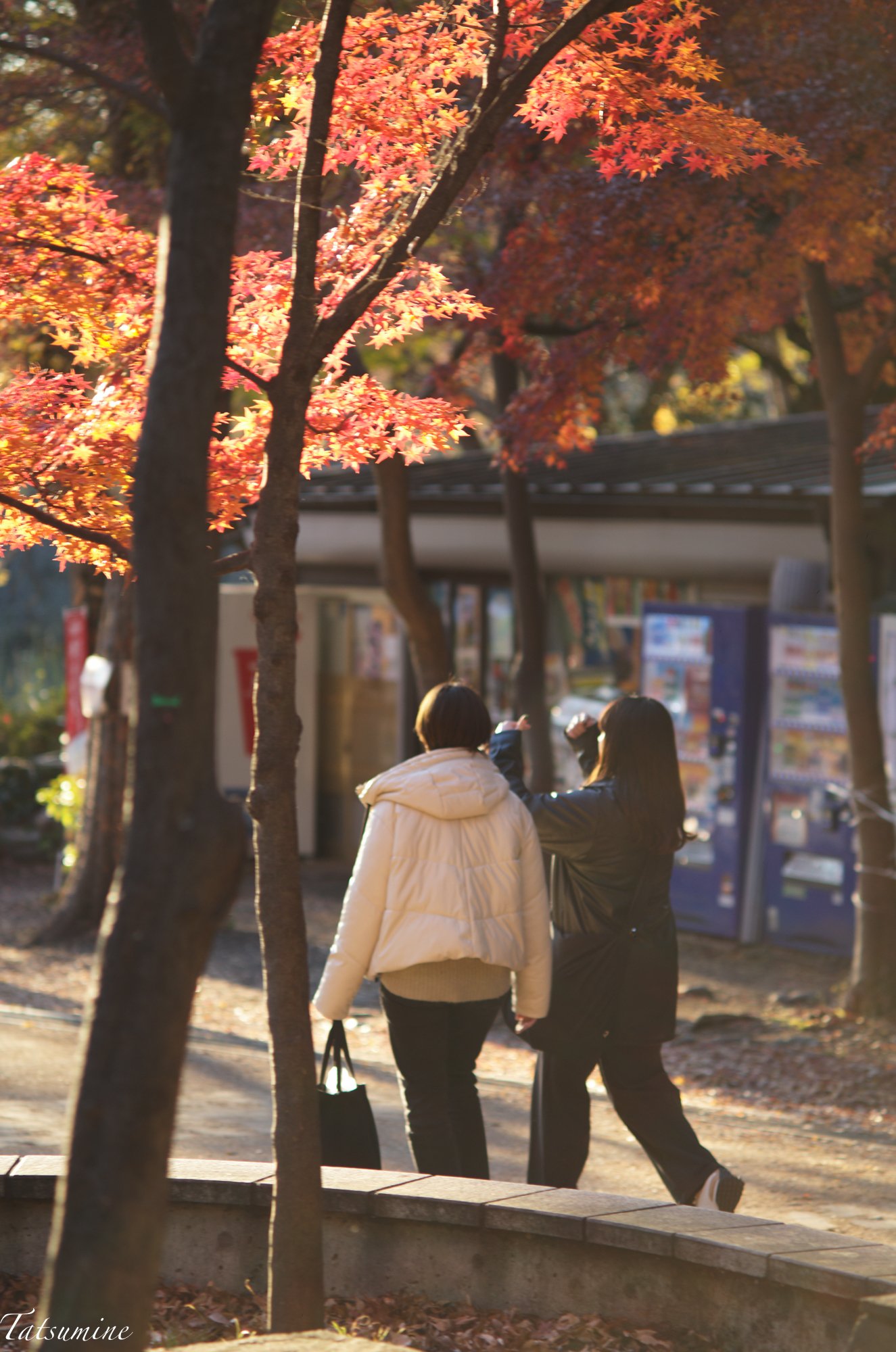 Canon (Serenar) 135mm F3.5 L39マウント|tatsumine Canon (Serenar) 135mm F3.5 L39マウント|tatsumine