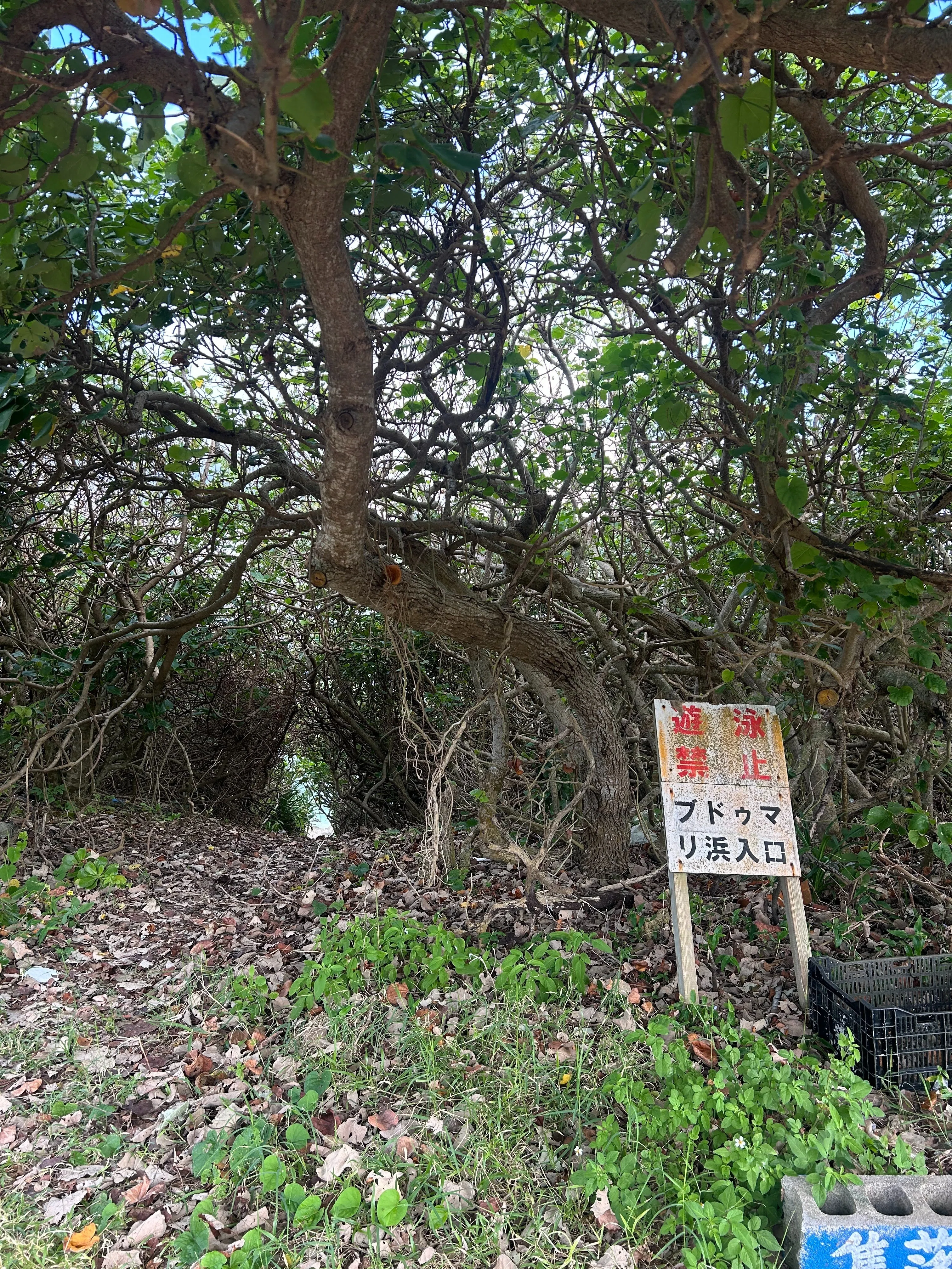 DAY 51】波照間島を1日で遊び尽くした！！けど、絶対また来ると心に