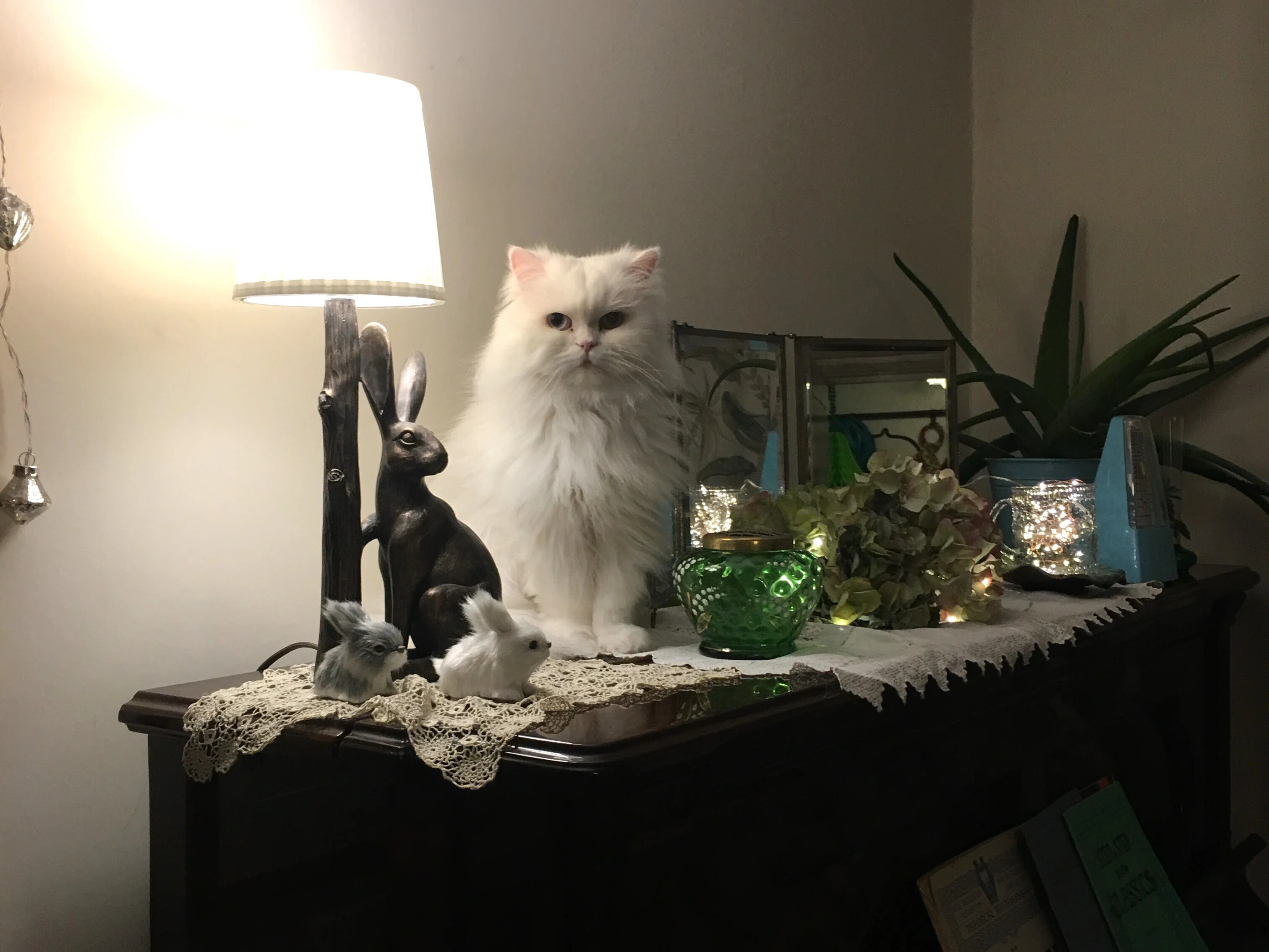 愛猫であり末娘でもあるペルシャ猫のアメリ｜マダムヒロミ