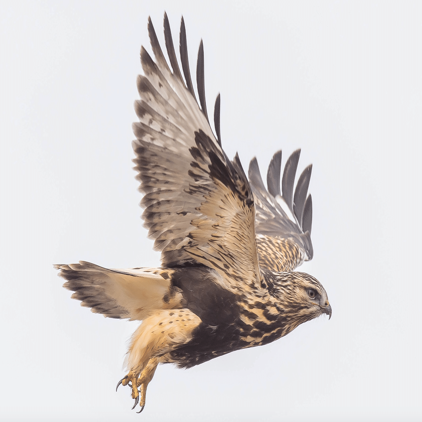 シカゴでバードウォッチング！】 Rough-legged Hawk ケアシノスリ