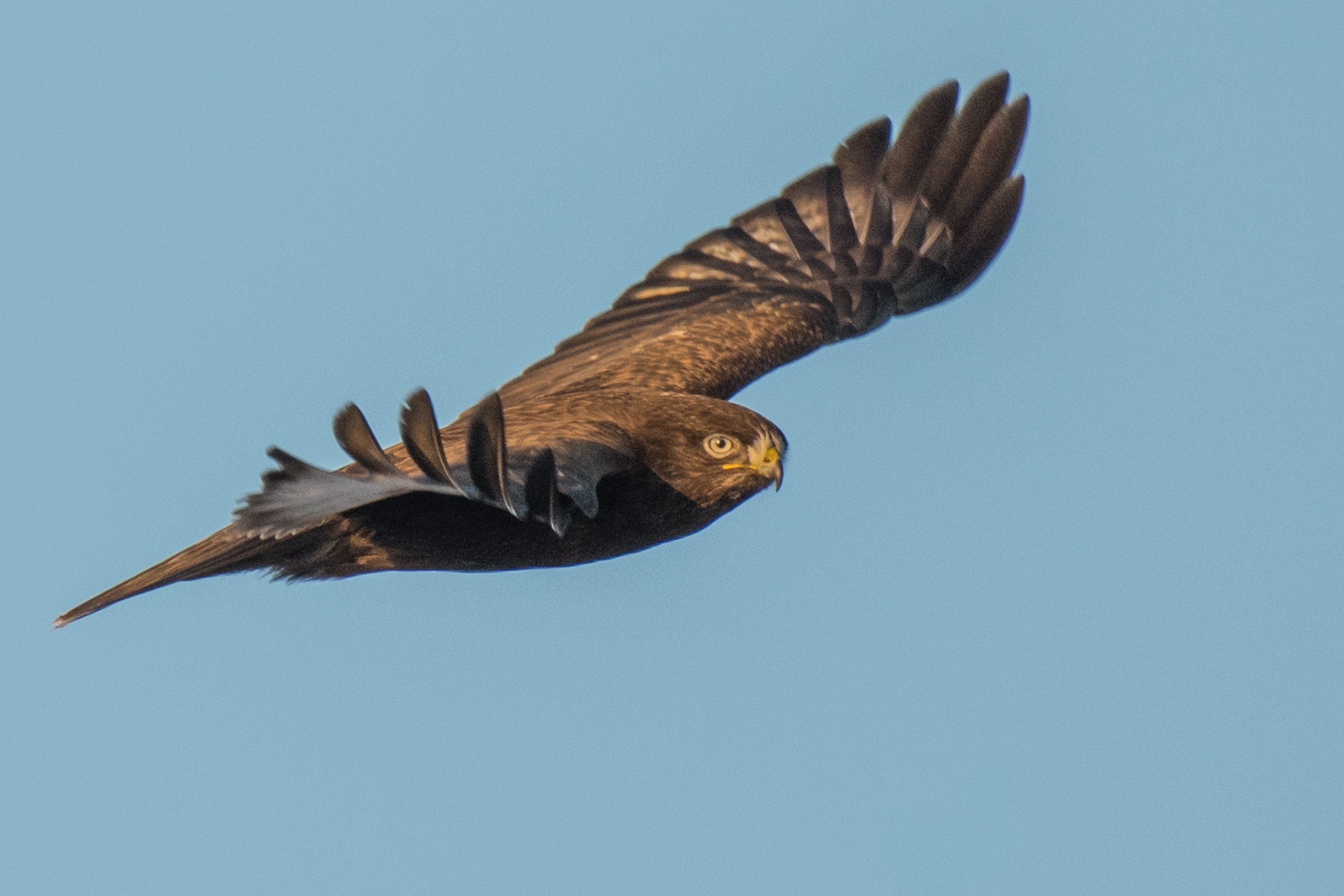 シカゴでバードウォッチング!】 Rough-legged Hawk シカゴでバードウォッチング!】 Rough-legged Hawk
