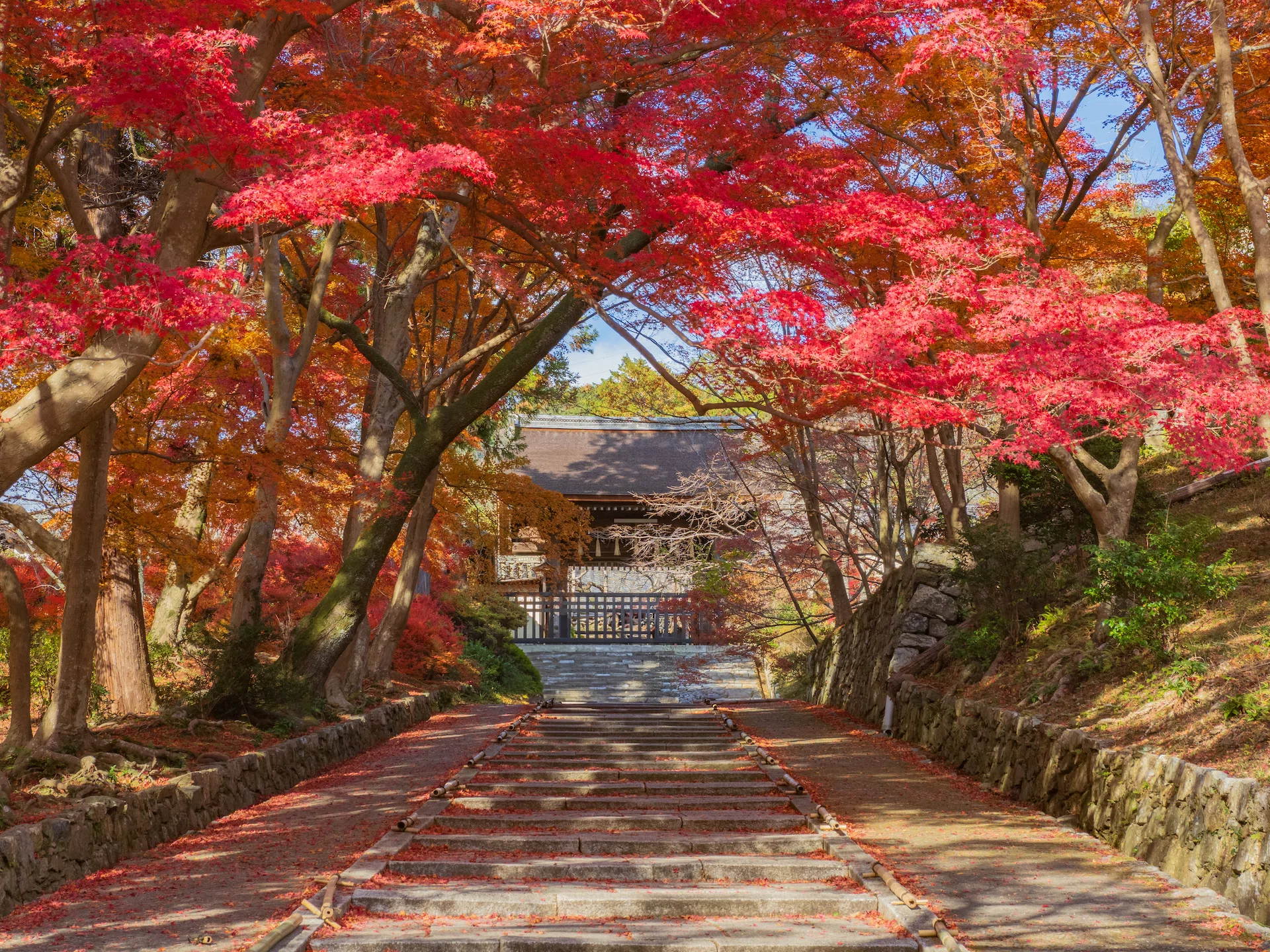紅葉狩り 2024 毘沙門堂・随心院｜KATSUMI