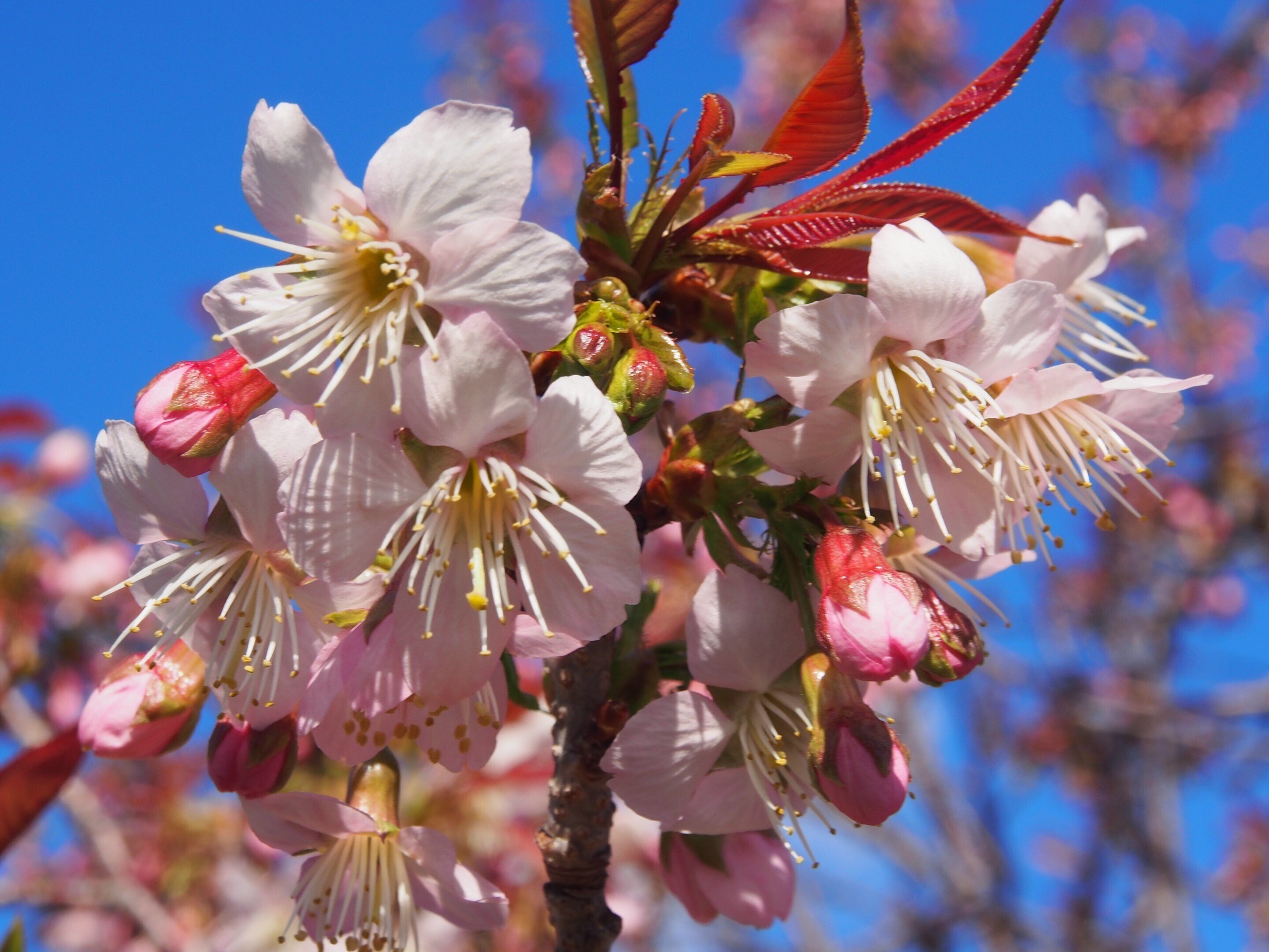 宝塚市 山本新池公園2024年12月16日【ヒマラヤザクラ】｜レタス