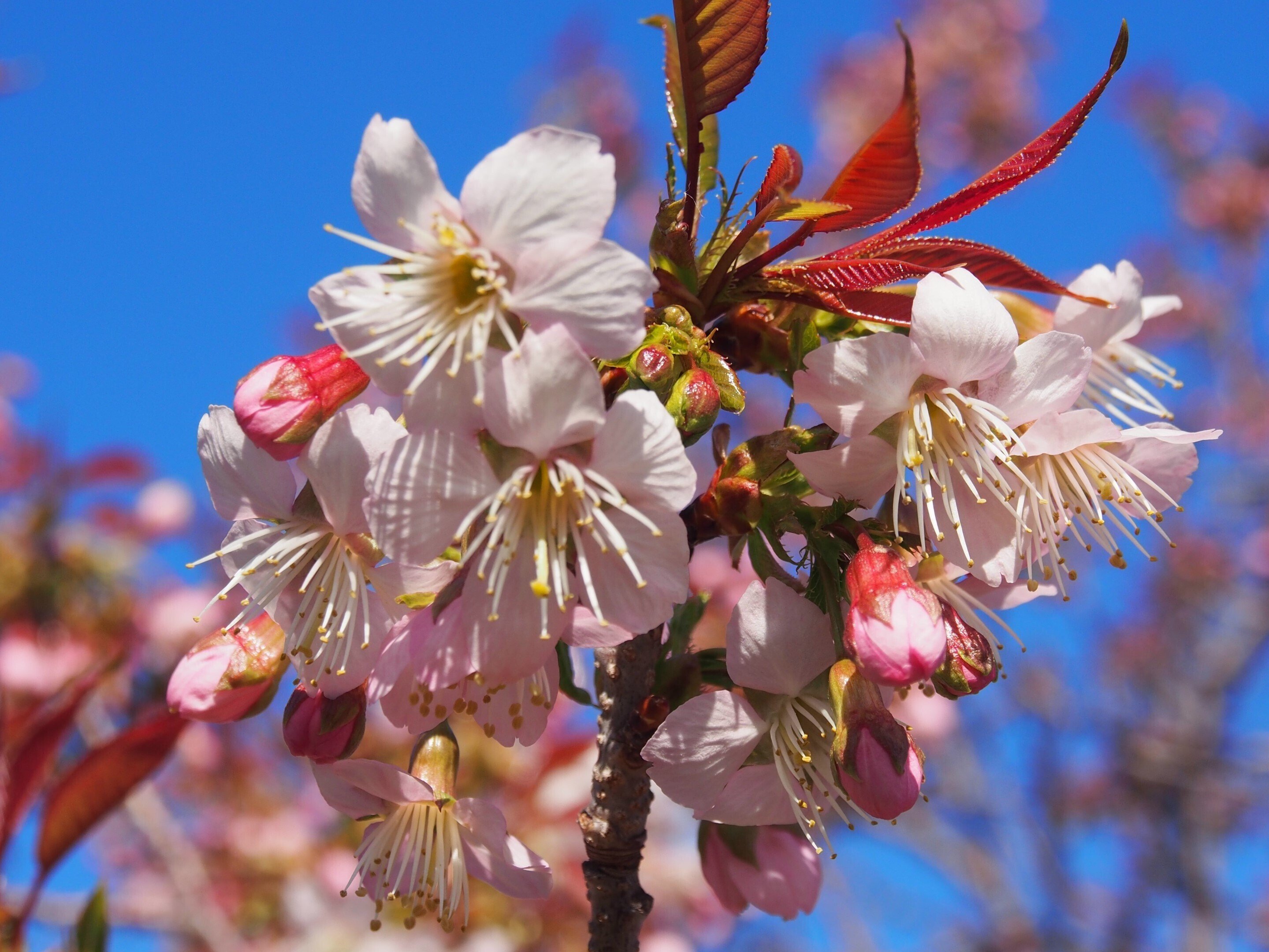 宝塚市 山本新池公園2024年12月16日【ヒマラヤザクラ】｜レタス