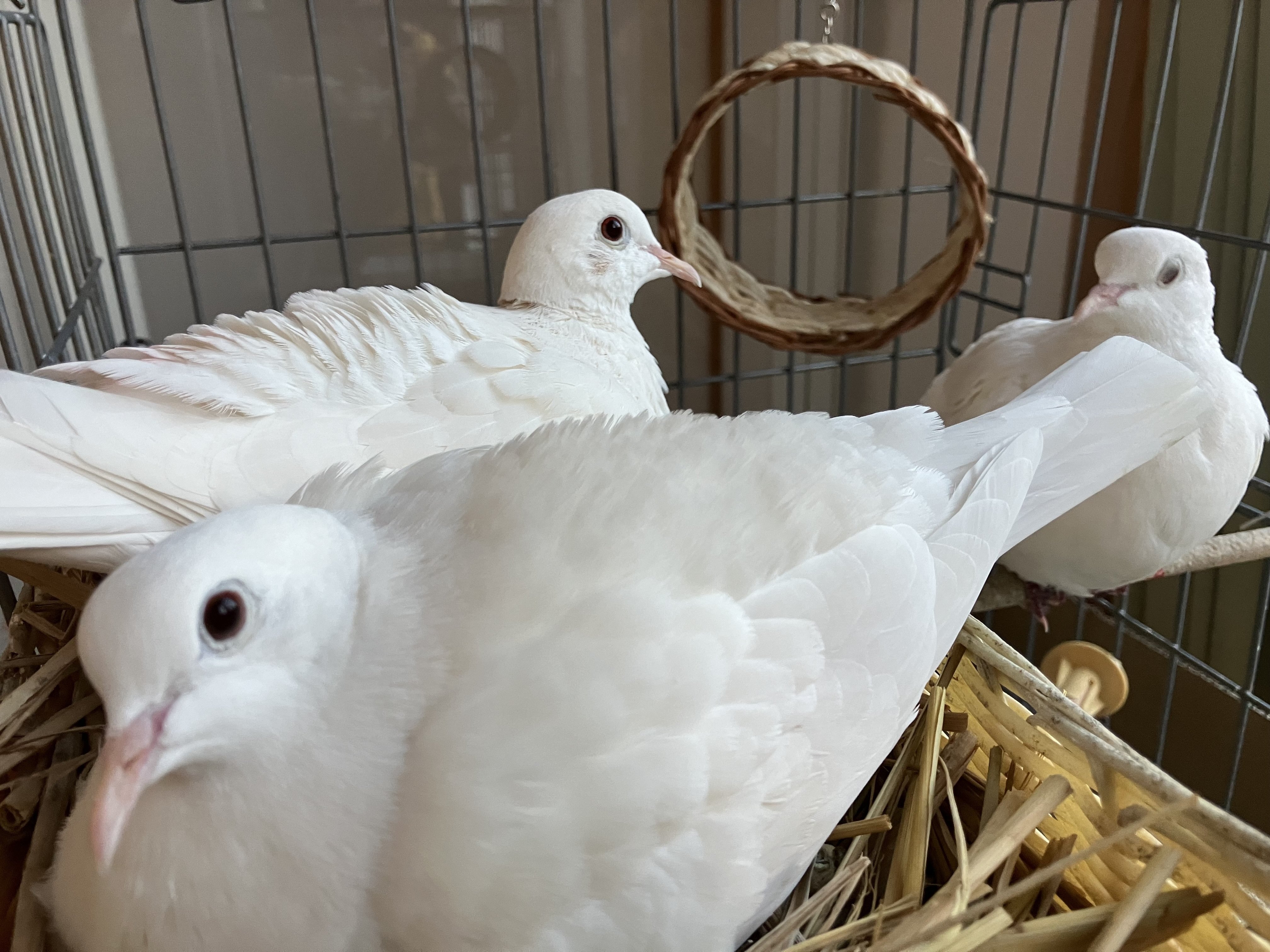 胸元から突然飛び出す白い鳩｜株式会社アスピア ￜ 長野県松本市の建設