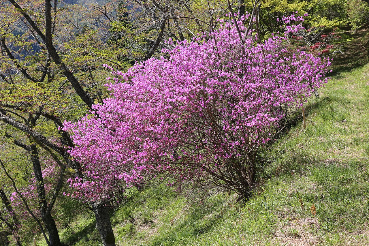 93．1万株のツツジを見下ろす三休公園｜sasayan