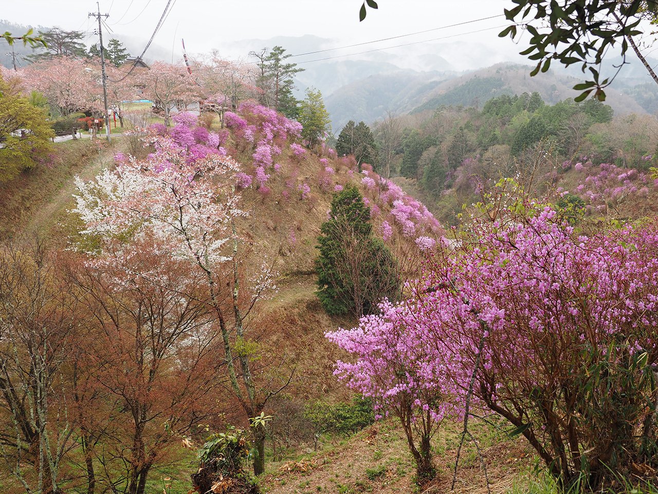 93．1万株のツツジを見下ろす三休公園｜sasayan