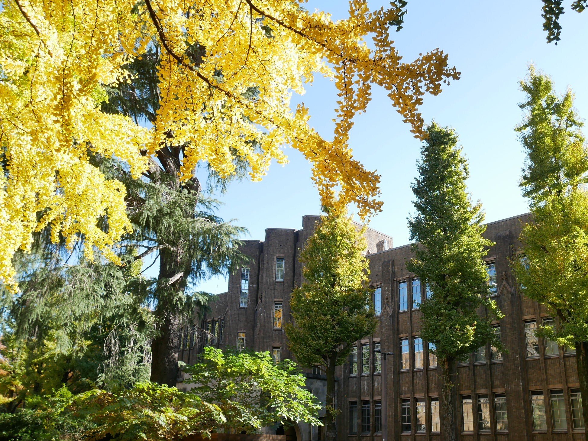 519 東京のシンボル・イチョウを訪ねて｜ミヤコカエデ（Miyako Kaede)