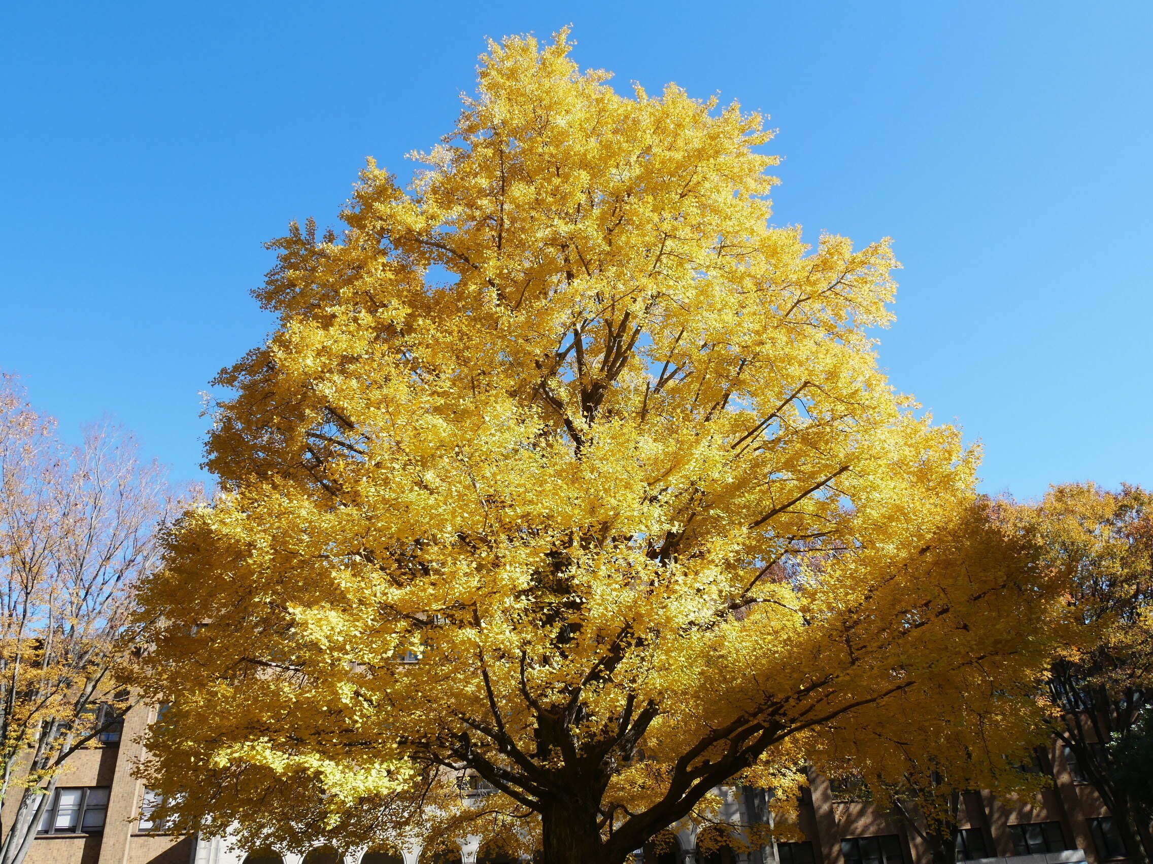 519 東京のシンボル・イチョウを訪ねて｜ミヤコカエデ（Miyako