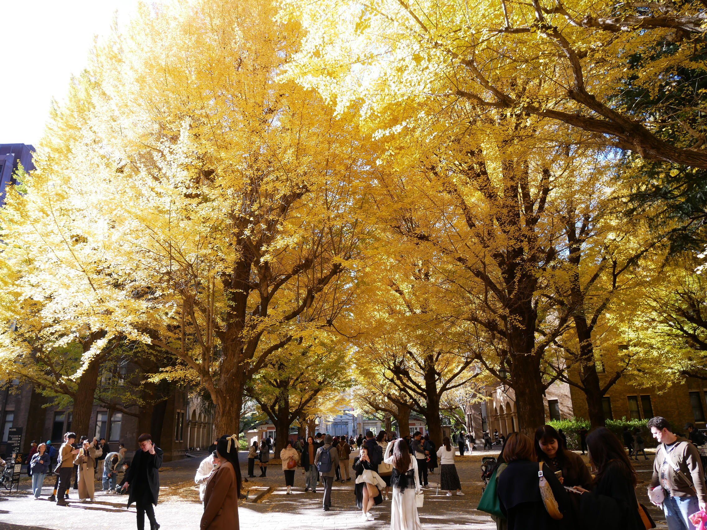 519 東京のシンボル・イチョウを訪ねて｜ミヤコカエデ（Miyako Kaede)