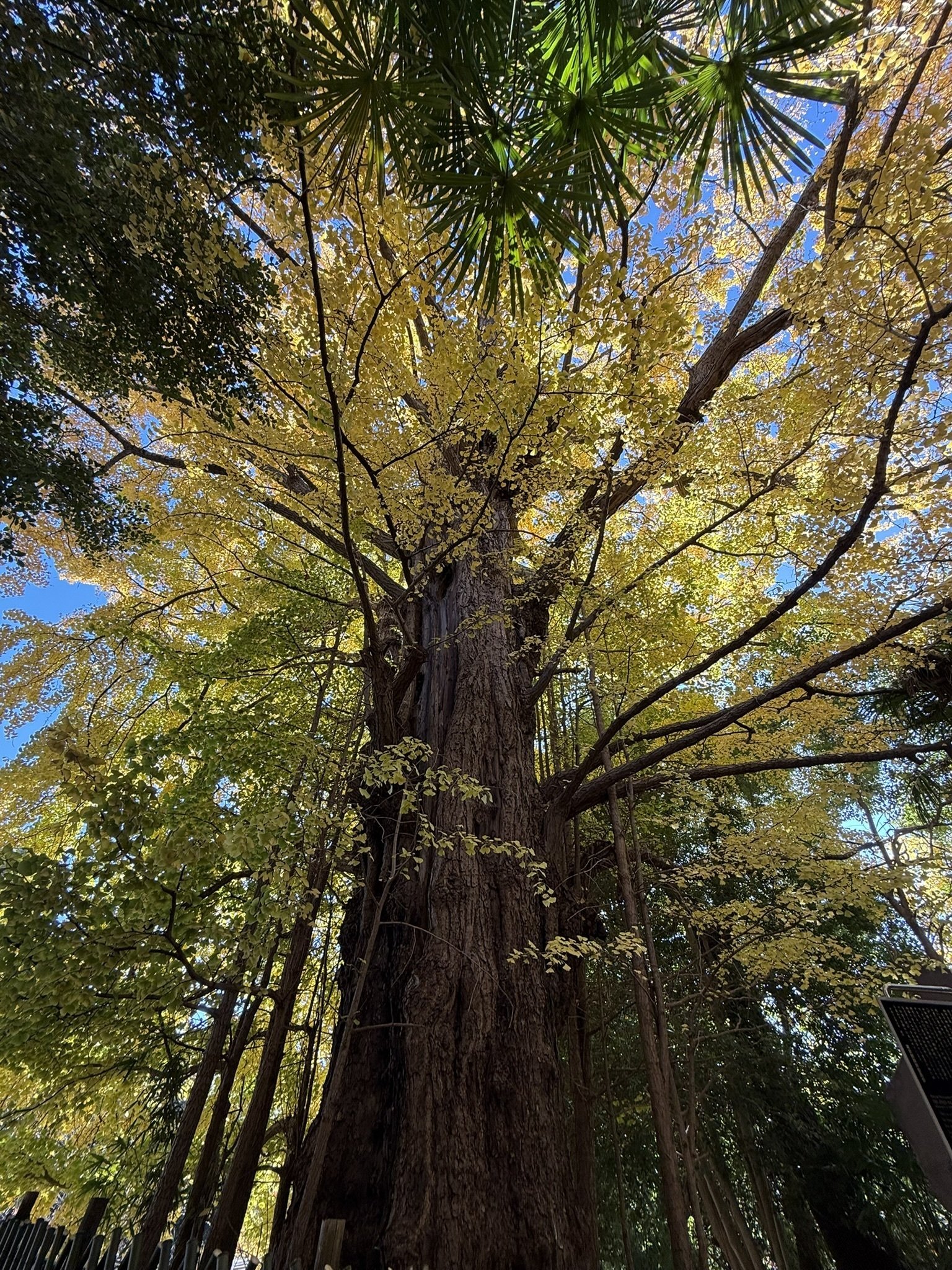 イチョウの木 御堂筋のイチョウ並木 - The Ginkgo Tree-lined Avenue of