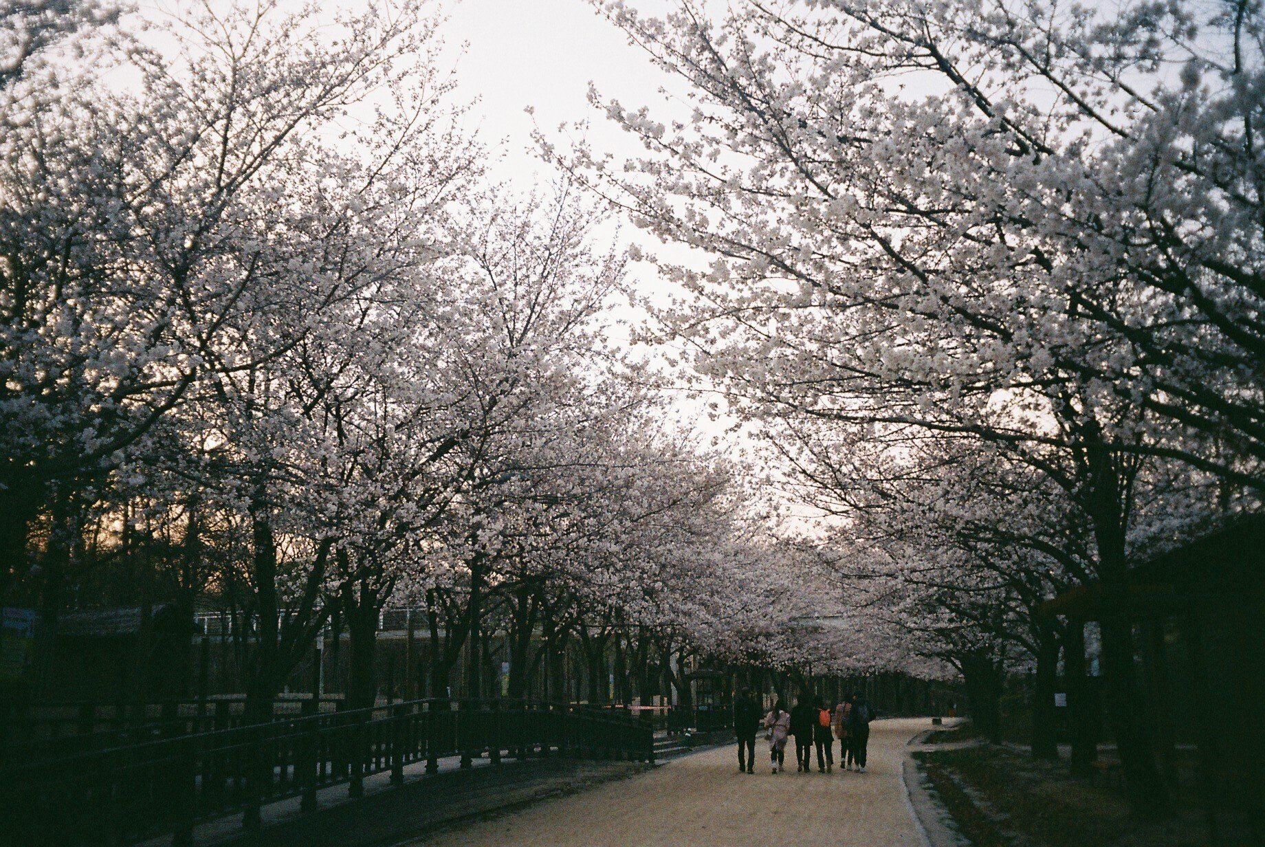 フィルムカメラと韓国｜466