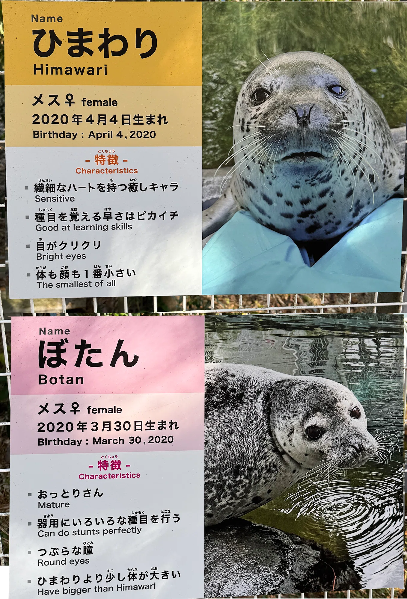 日本のアザラシ探訪記②マリンワールド海の中道・箱根園水族館｜ヒロサキ