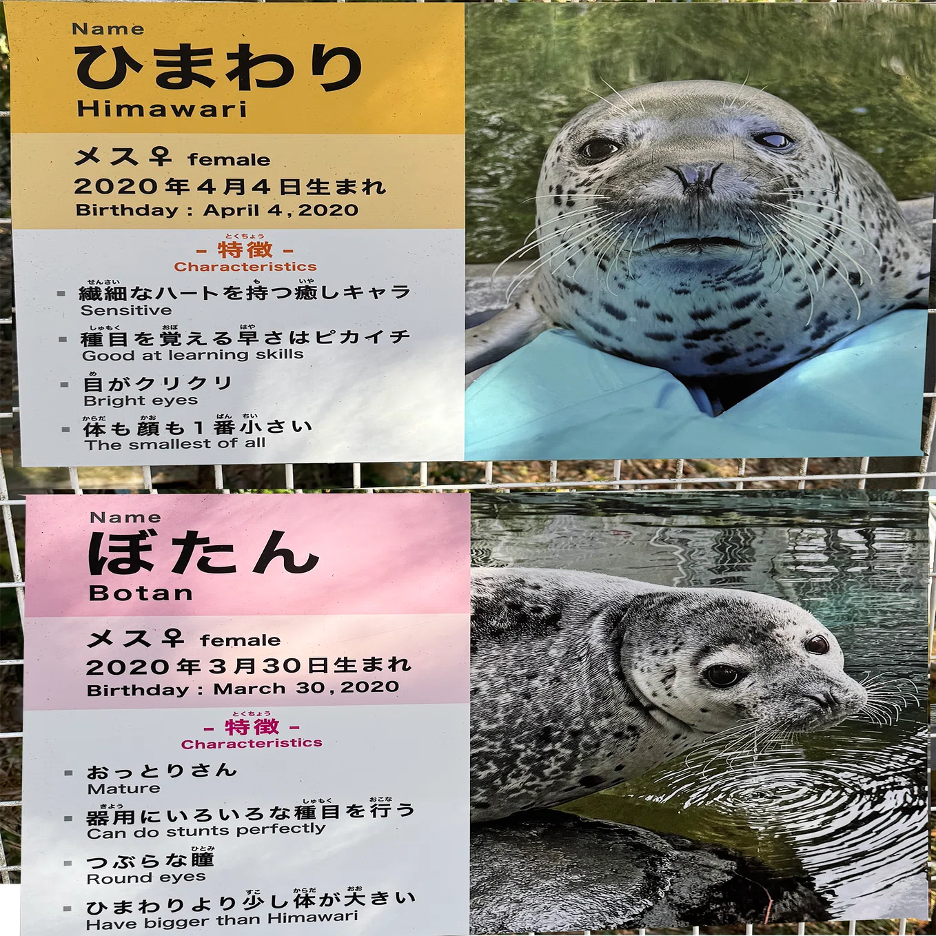 日本のアザラシ探訪記②マリンワールド海の中道・箱根園水族館｜ヒロサキ