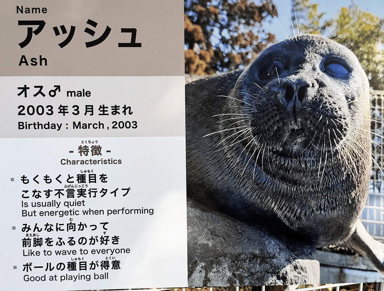 日本のアザラシ探訪記②マリンワールド海の中道・箱根園水族館｜ヒロサキ