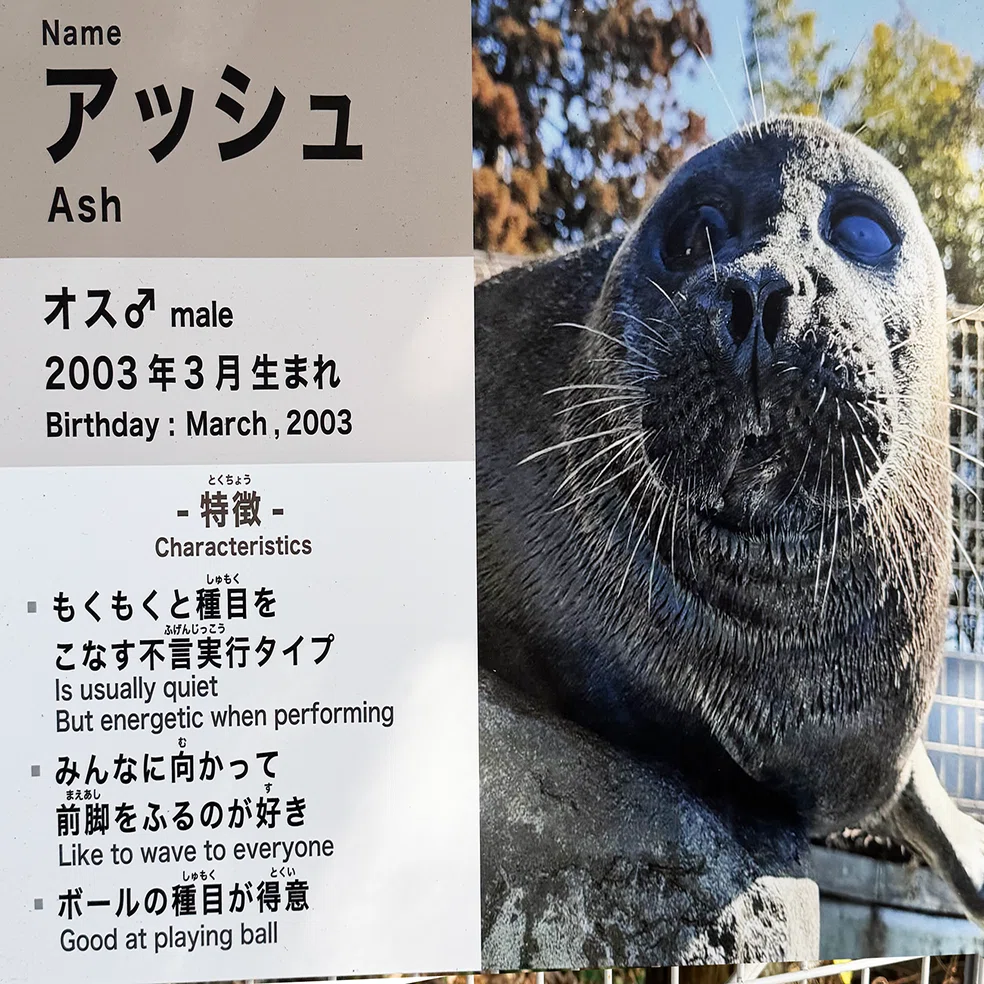 温泉アザラシオーダーページ 日本のアザラシ探訪記②マリンワールド海の中道・箱根園水族館｜ヒロサキ