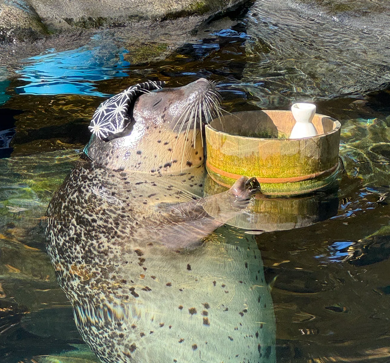 温泉アザラシオーダーページ 日本のアザラシ探訪記②マリンワールド海の中道・箱根園水族館｜ヒロサキ