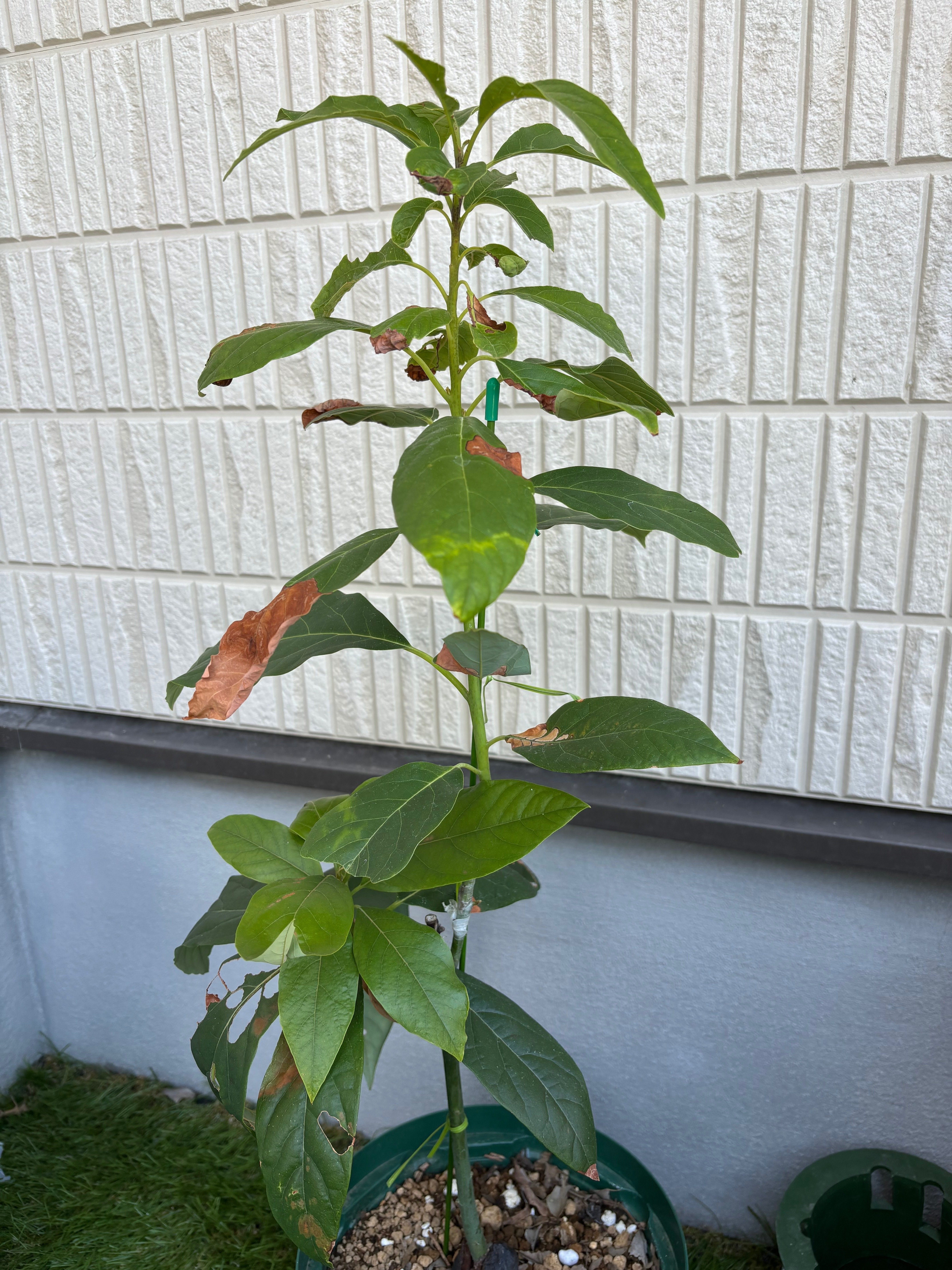 一般人が本気でアボカド栽培に挑戦してみた⑨［猛暑を乗り越え…］｜Kei