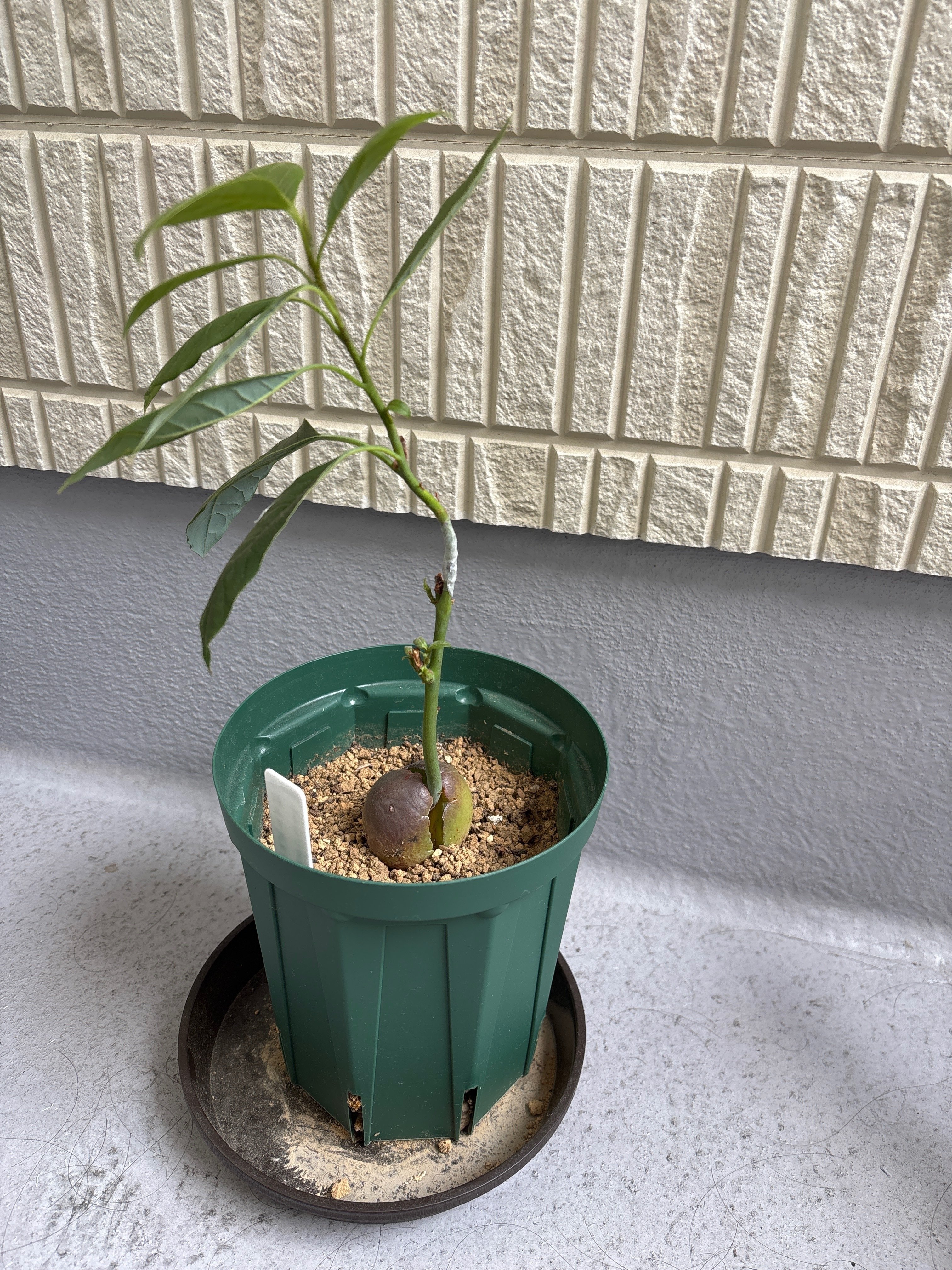 一般人が本気でアボカド栽培に挑戦してみた⑨［猛暑を乗り越え…］｜Kei