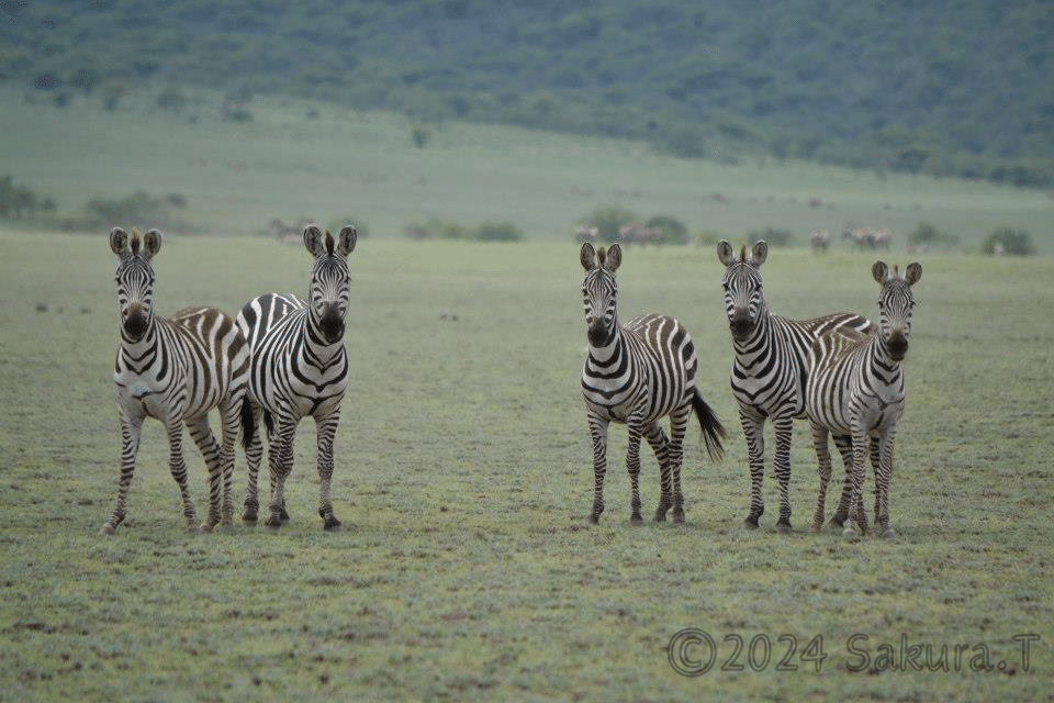 百獣の王ライオンをたずねて（前編）～個人手配の東アフリカ