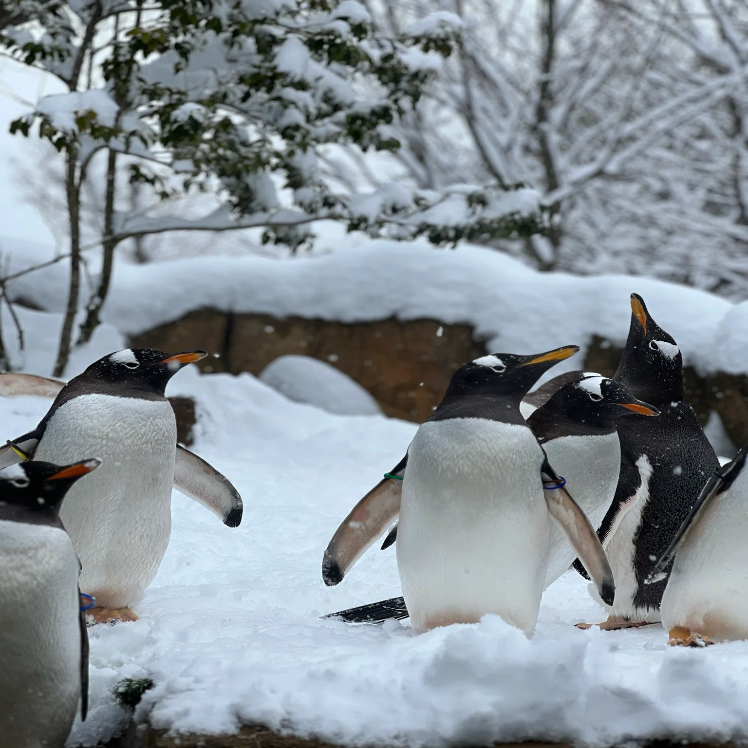 新人の成長記録〜ペンギンビレッジ編〜｜那須どうぶつ王国公式note
