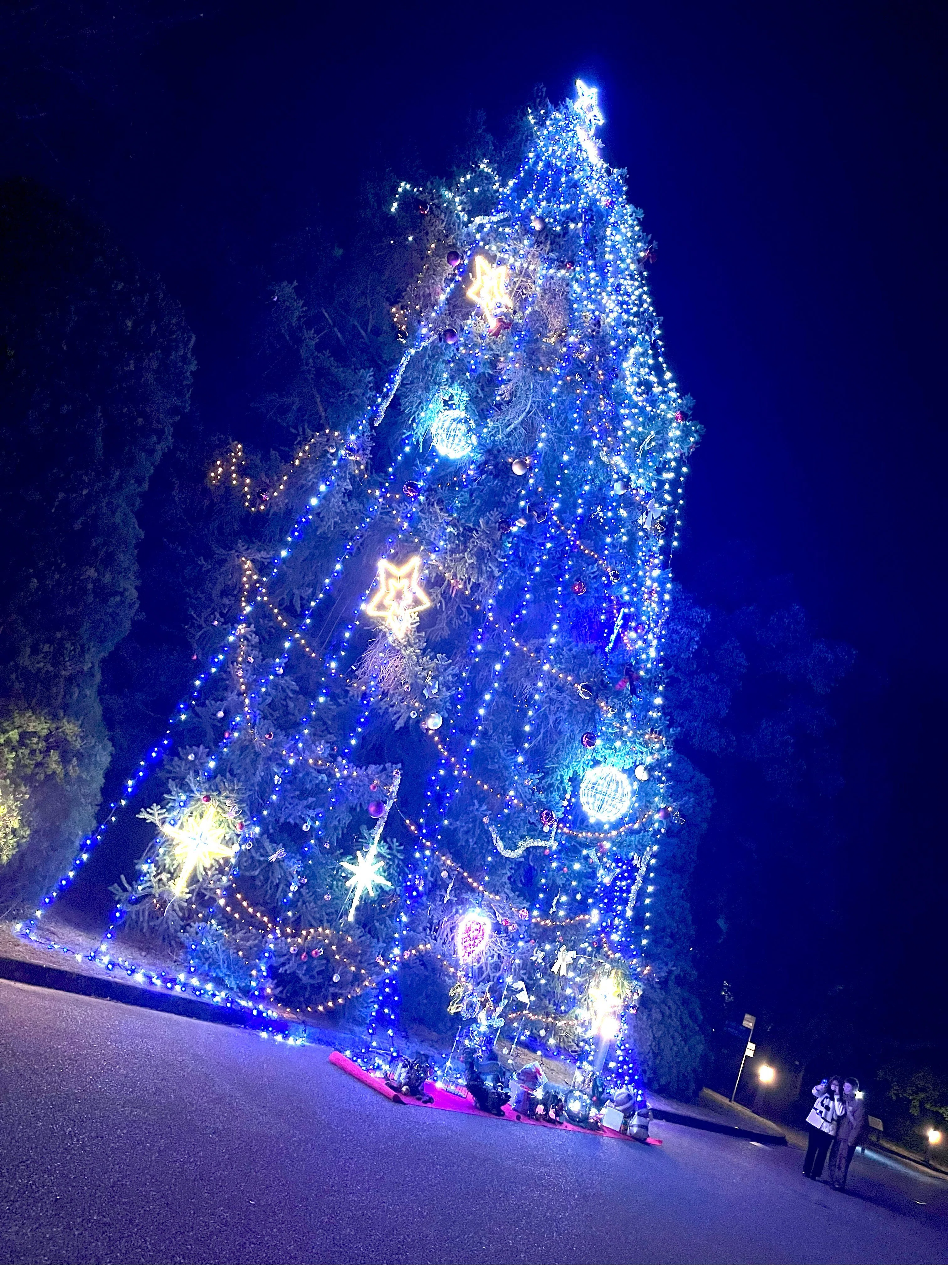LIGHT CYCLES KYOTO 京都府立植物園｜ふじすけ