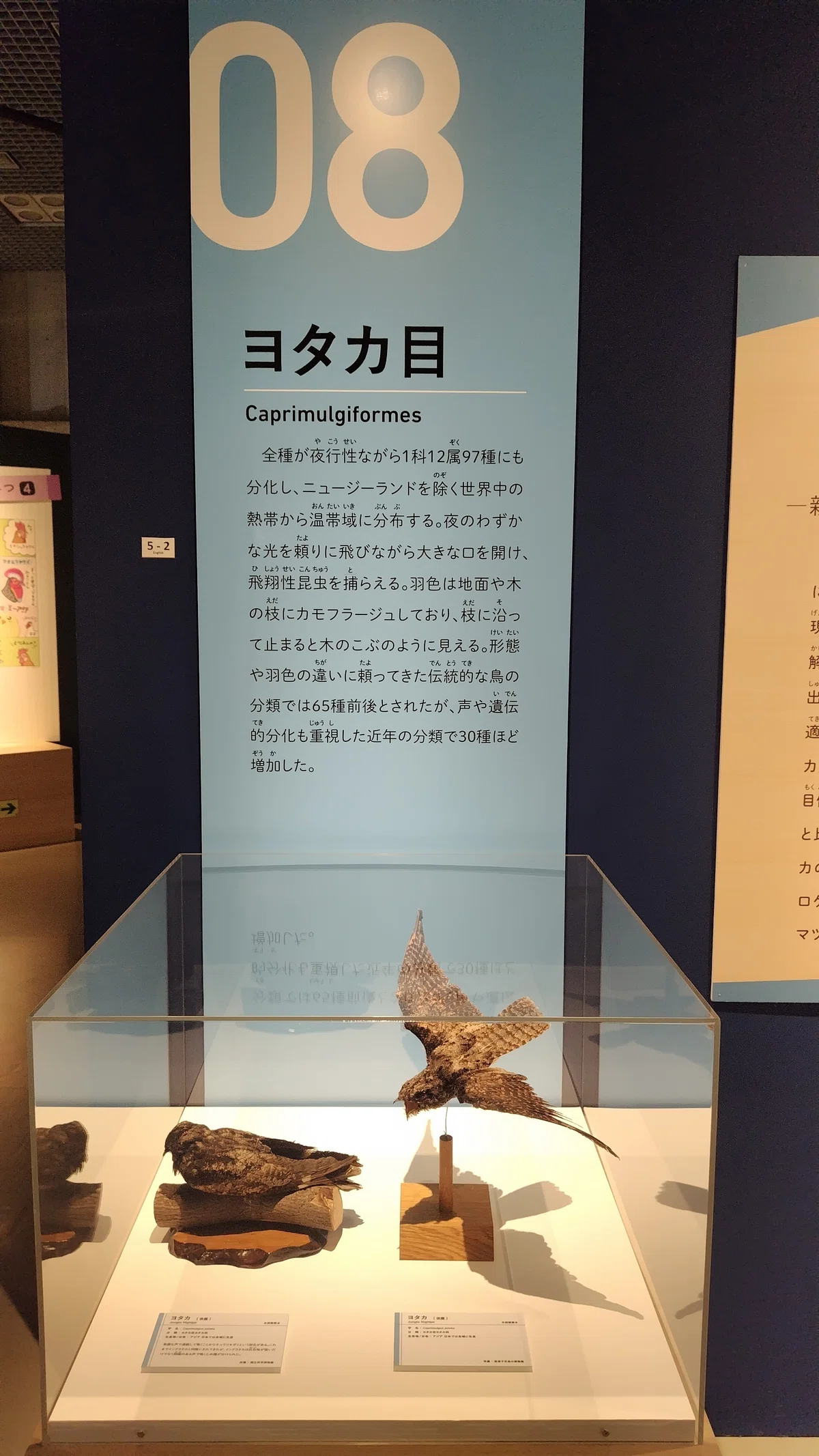 多次元制御機構よだか、よだかの星、YODAKA、鳥展|ミ~ア