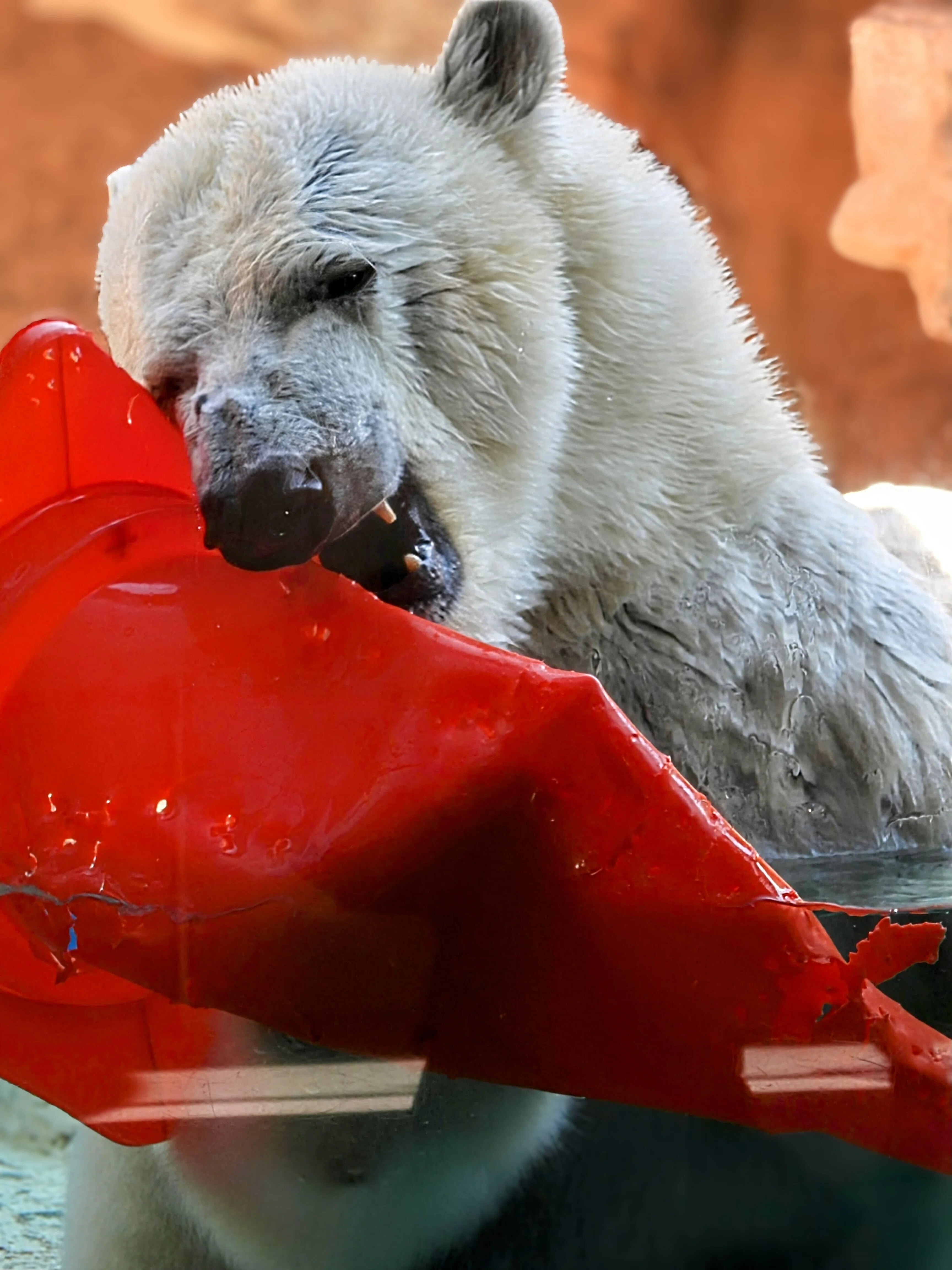 日本平動物園へ行ってきました。2024.12.11 wed. （動物編）｜michio