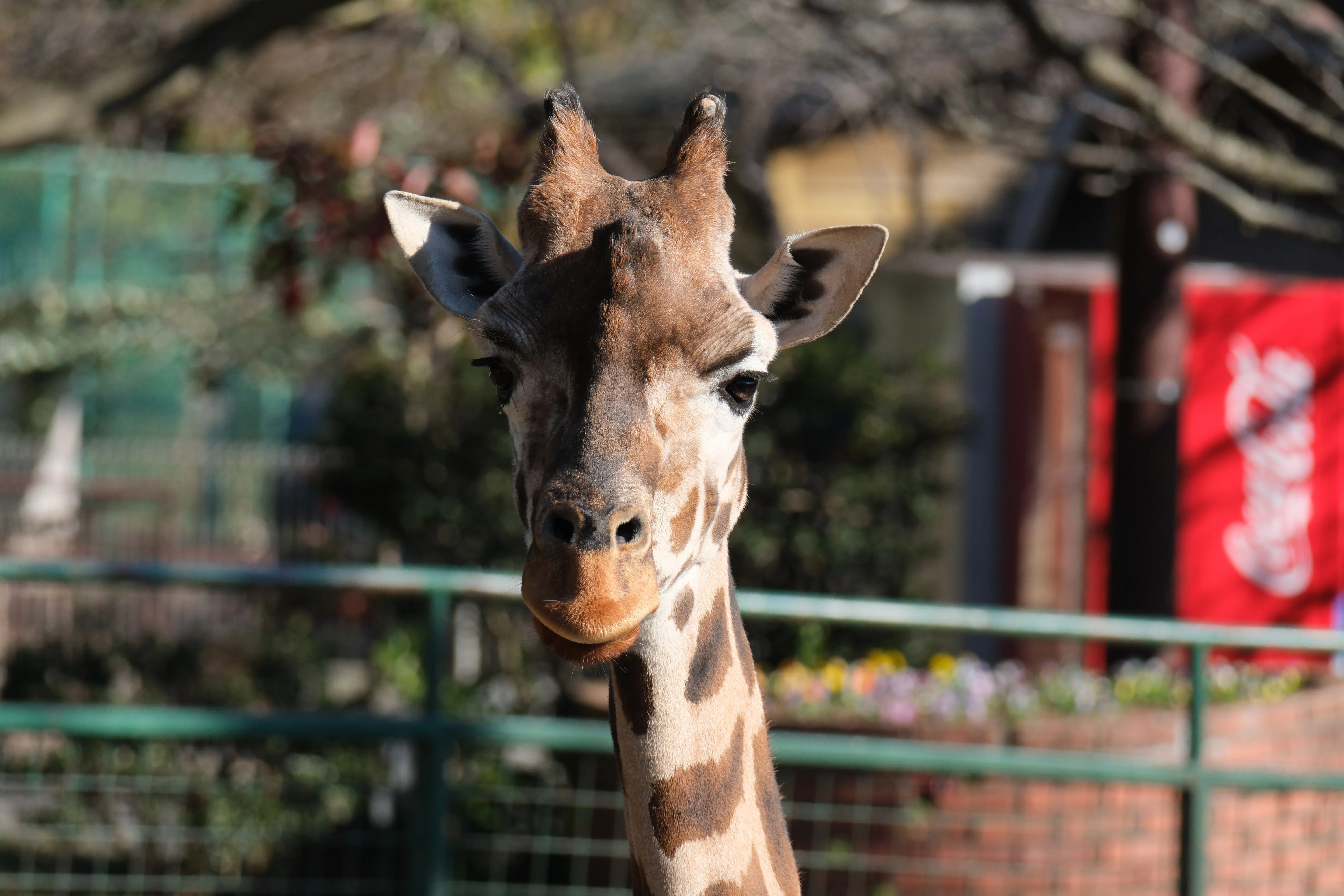 望遠レンズを持って動物園に行ってみたら楽しすぎたという話【X-T5